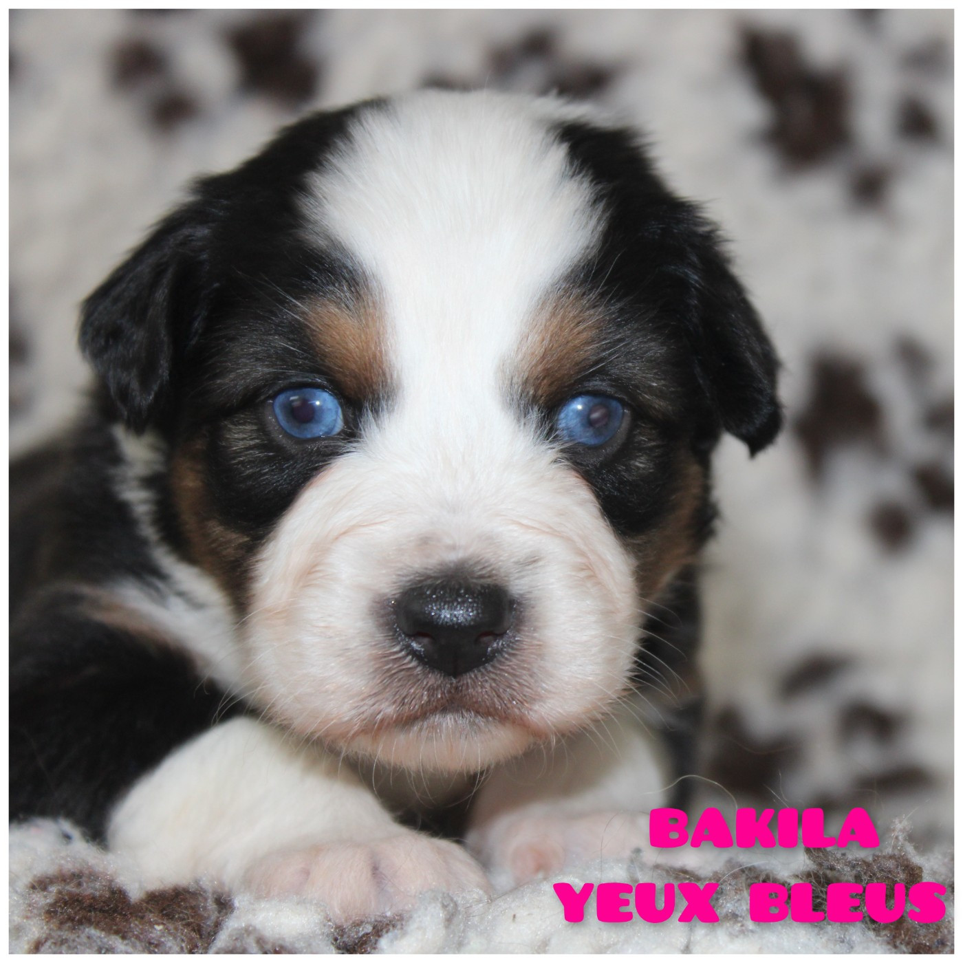 White Snow Sheperds - Chiots disponibles - Berger Australien