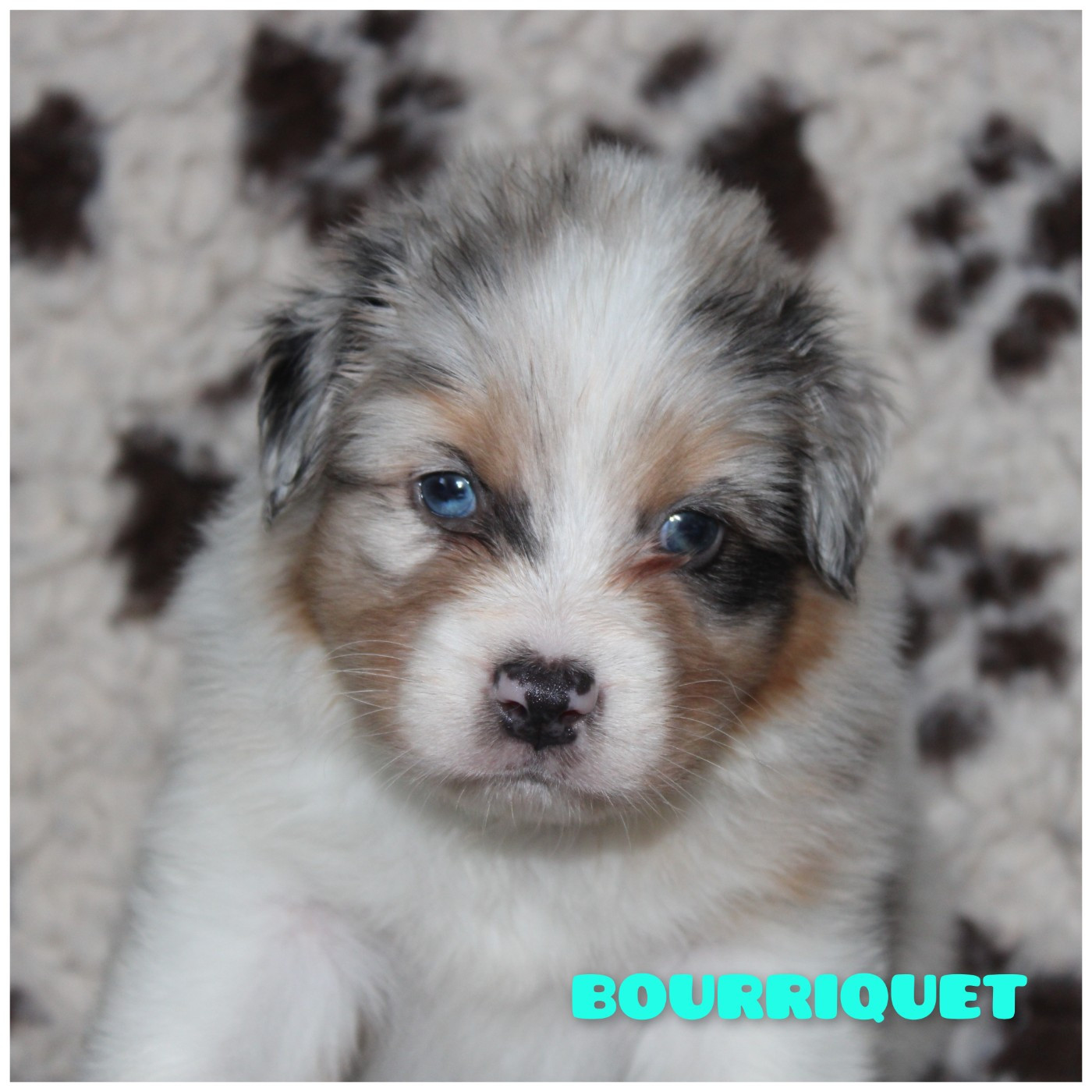 White Snow Sheperds - Chiots disponibles - Berger Australien