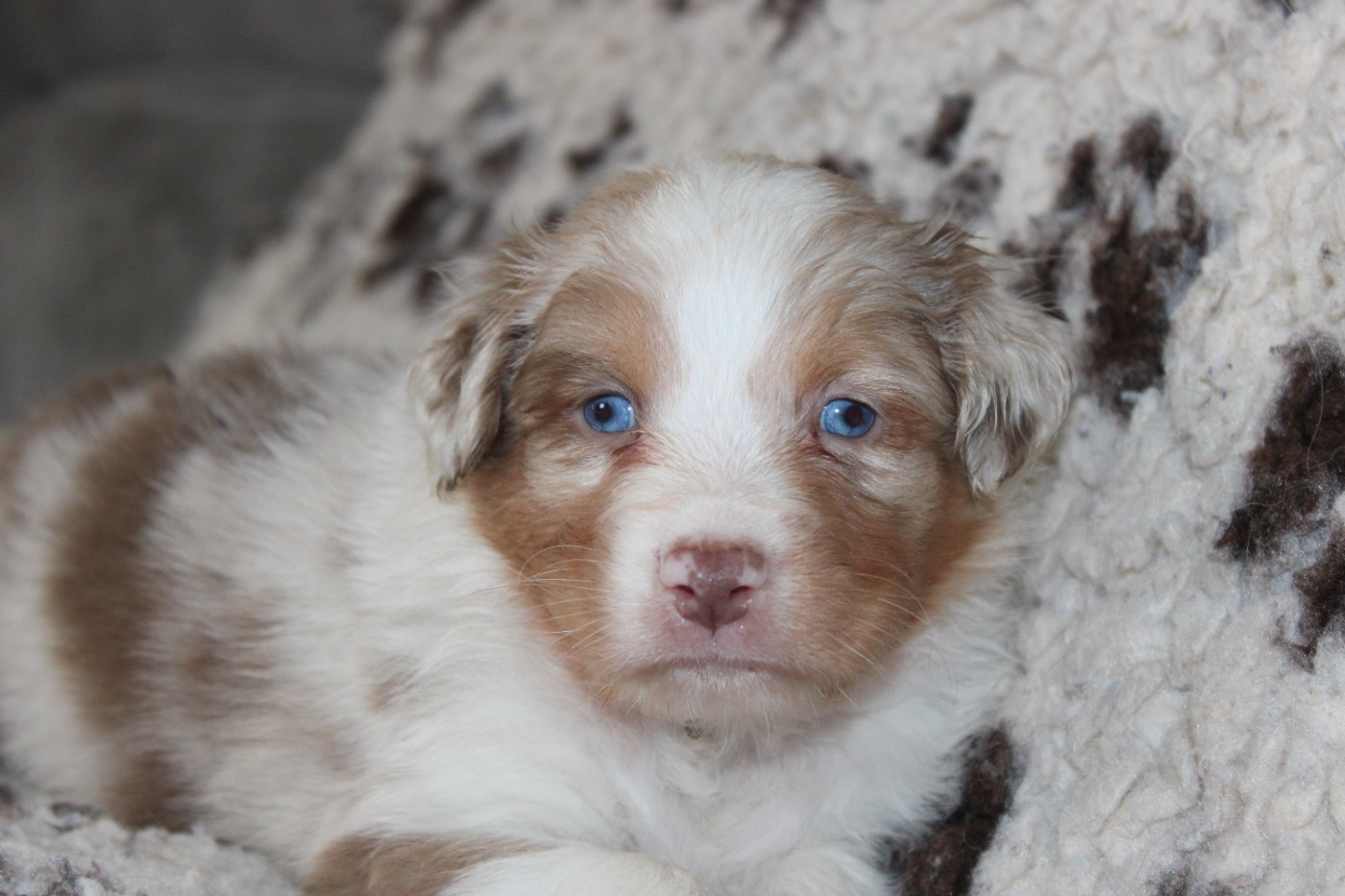 White Snow Sheperds - Chiots disponibles - Berger Australien