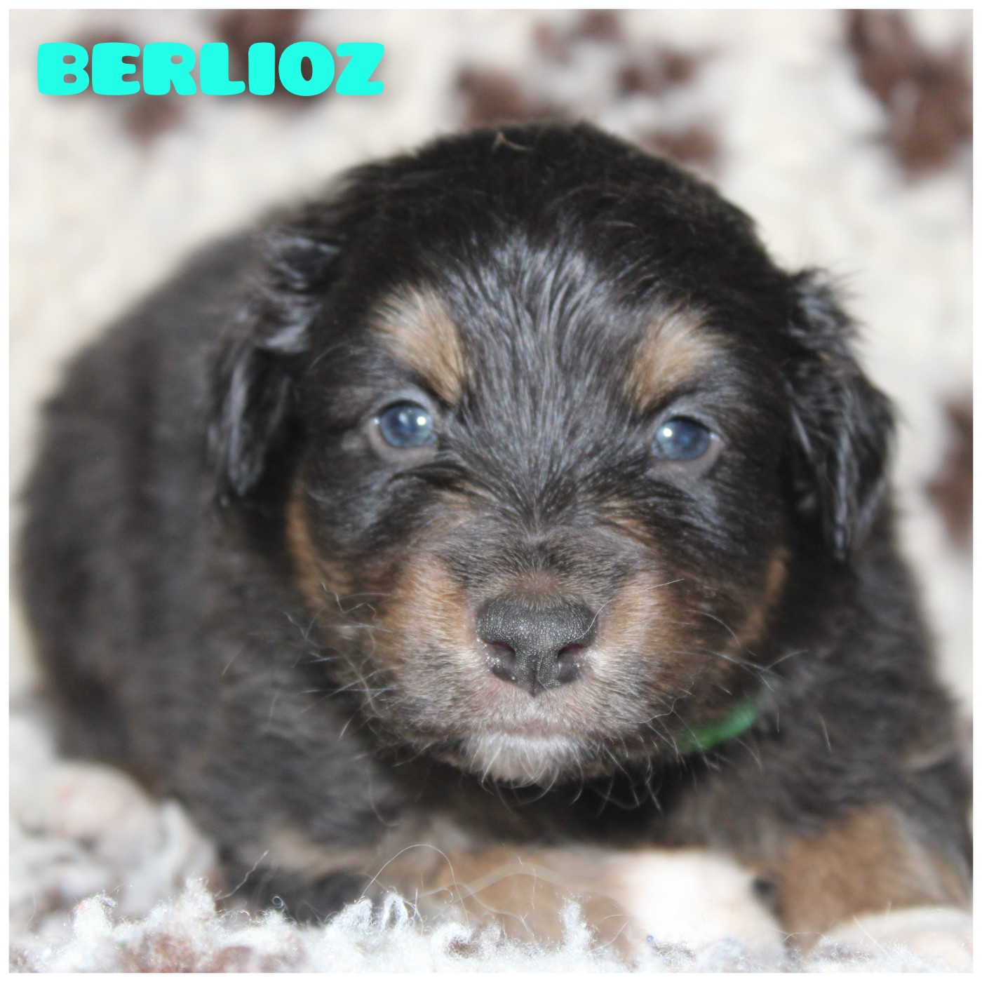 White Snow Sheperds - Chiots disponibles - Berger Australien