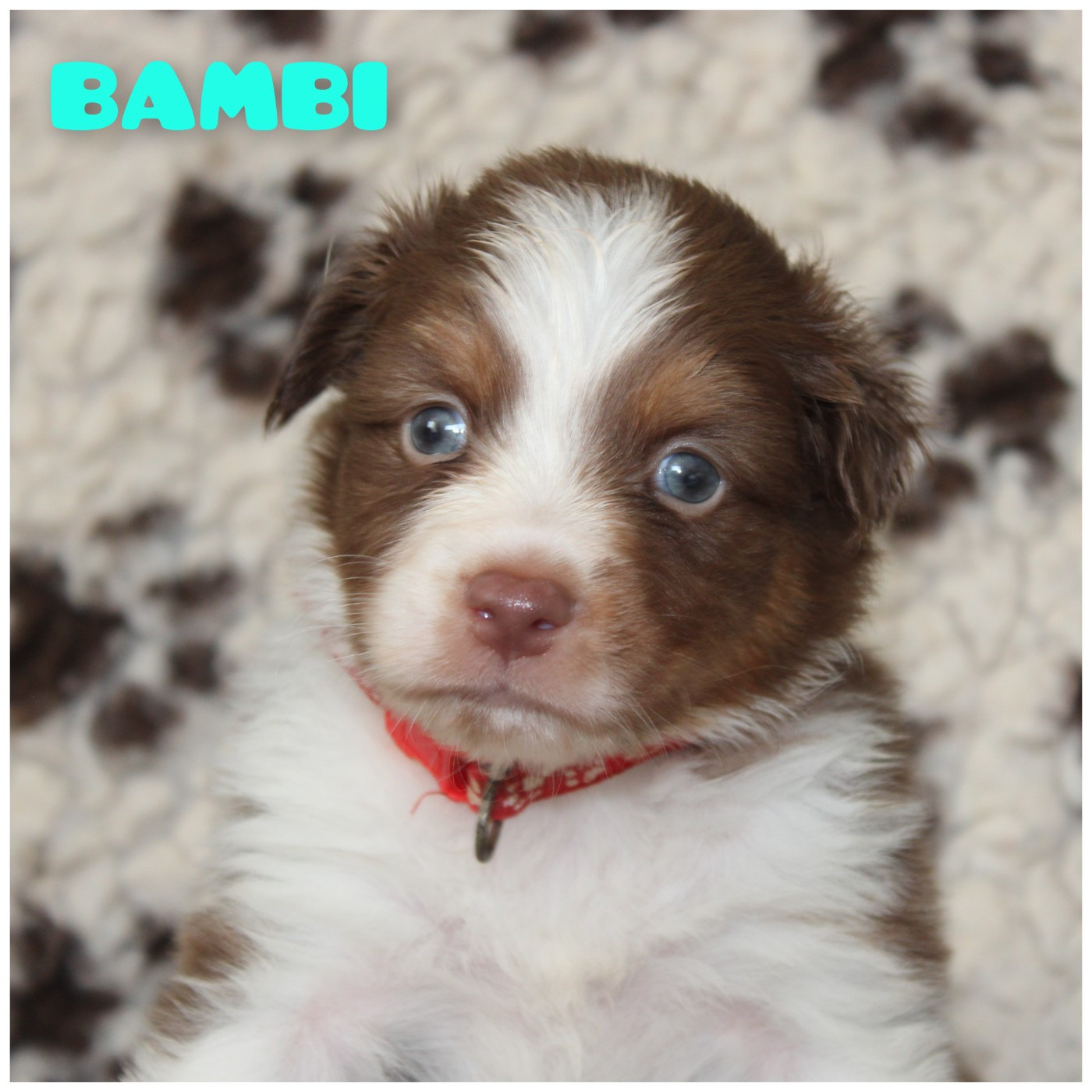 White Snow Sheperds - Chiots disponibles - Berger Australien