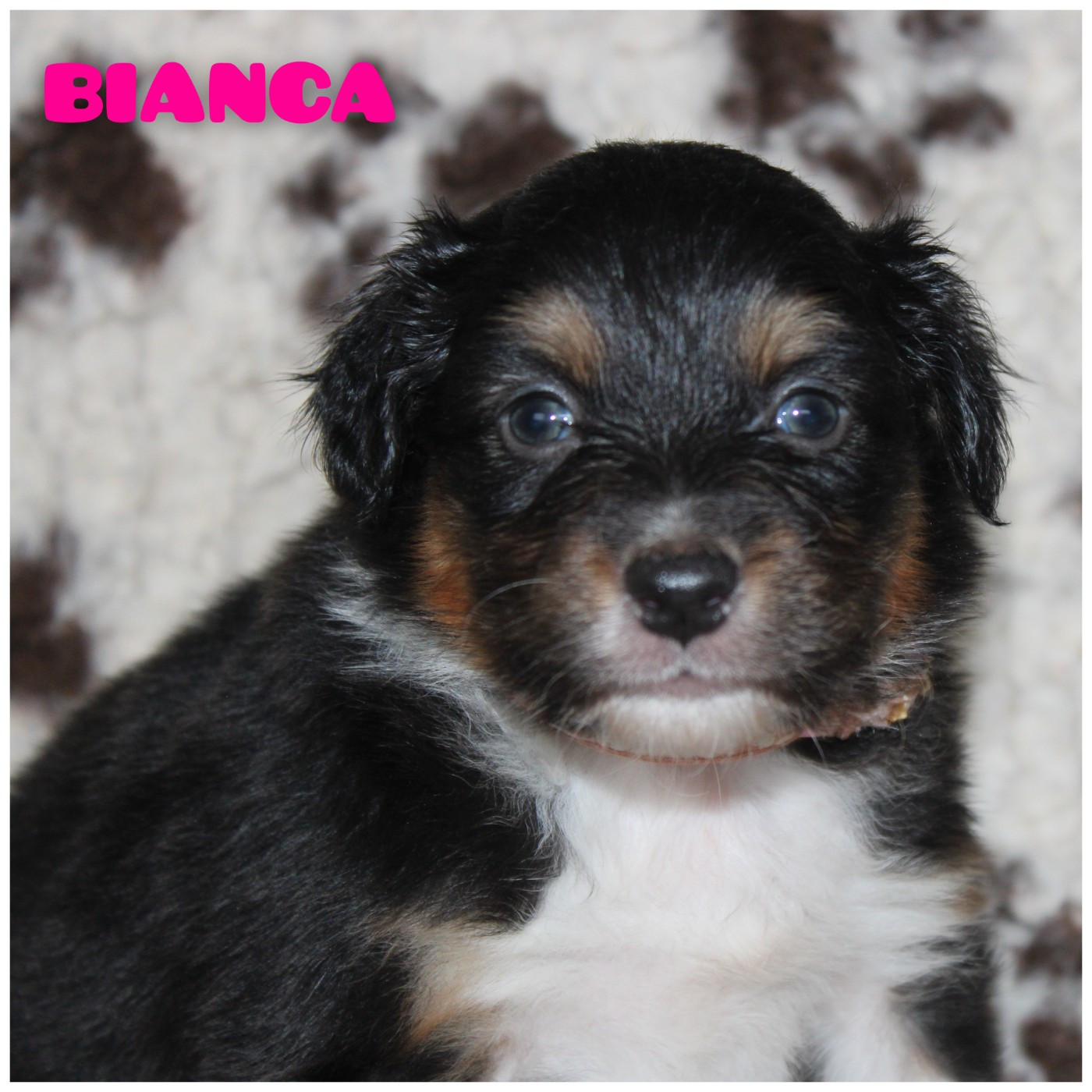 White Snow Sheperds - Chiots disponibles - Berger Australien