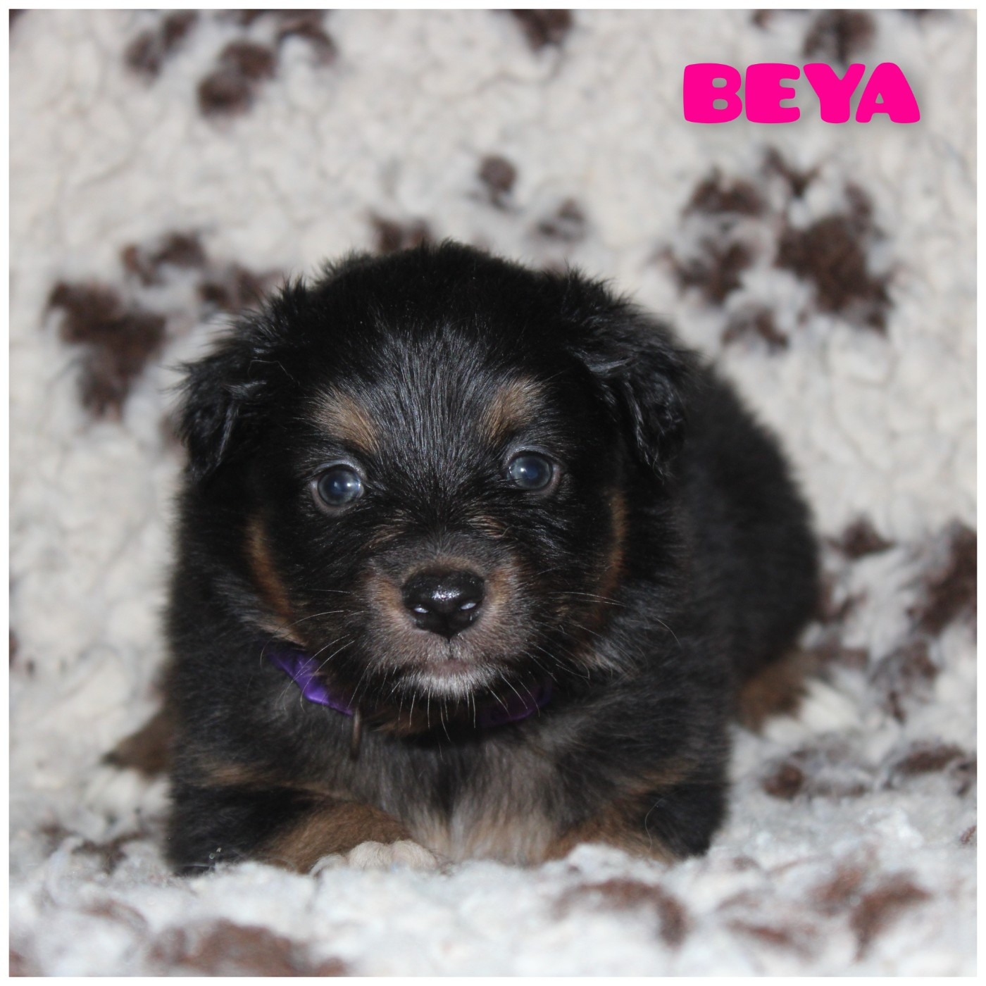 White Snow Sheperds - Chiots disponibles - Berger Australien