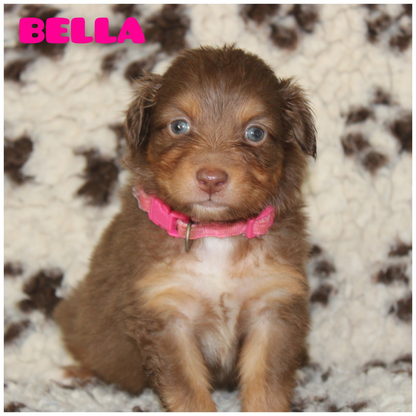 White Snow Sheperds - Chiots disponibles - Berger Australien