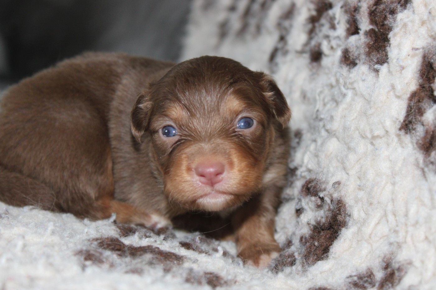 White Snow Sheperds - Chiots disponibles - Berger Australien