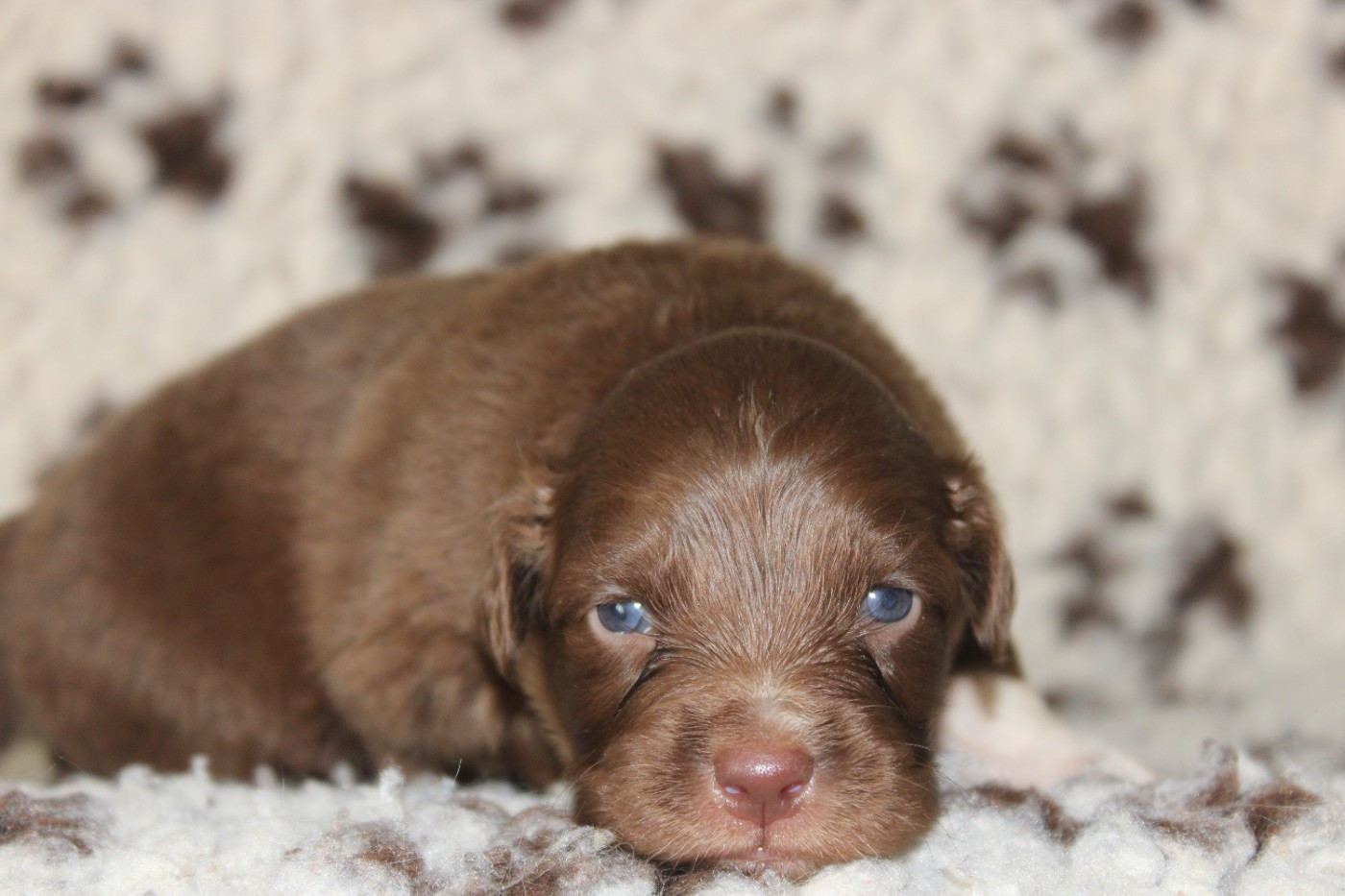 White Snow Sheperds - Chiots disponibles - Berger Australien