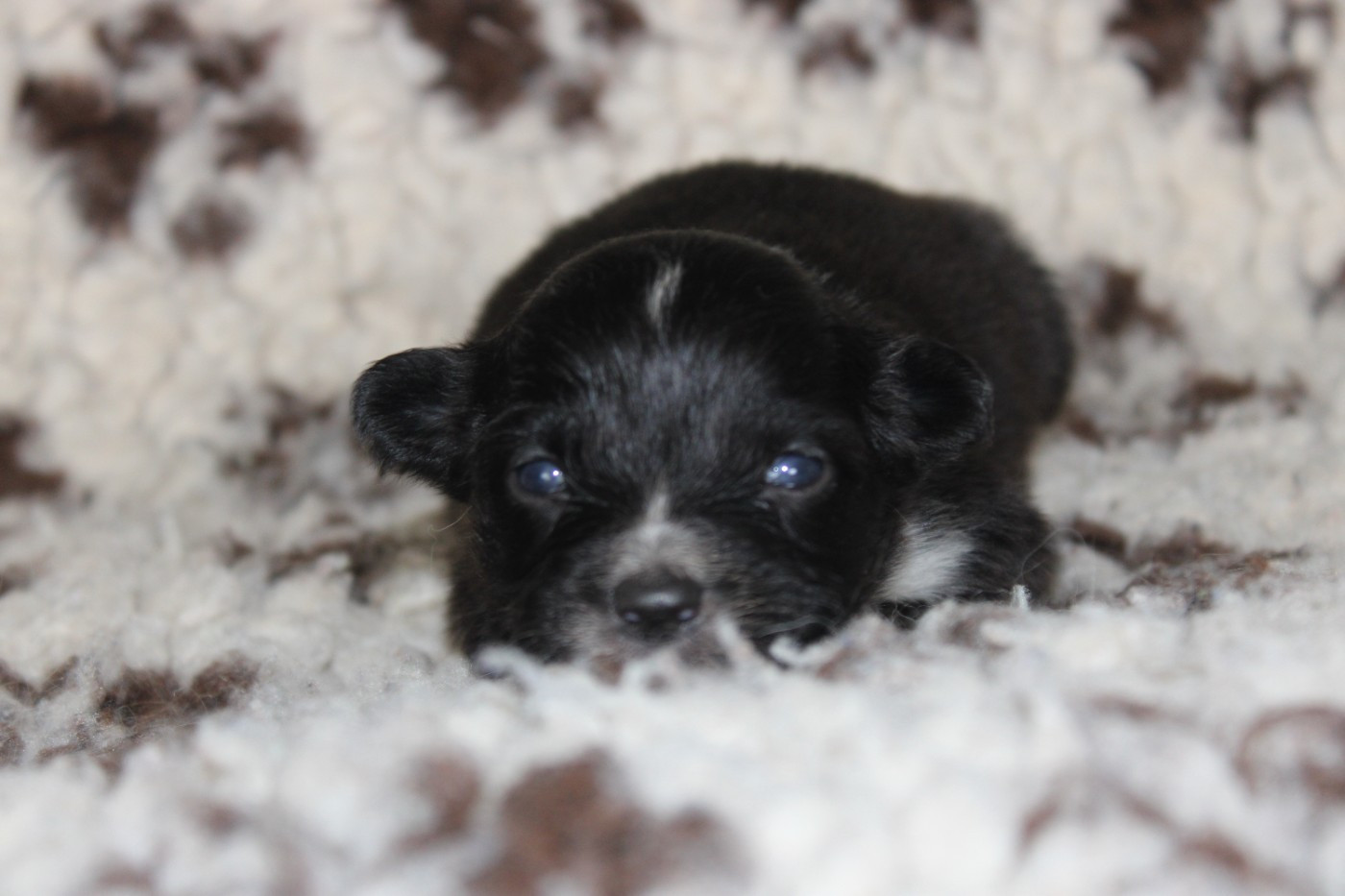 White Snow Sheperds - Chiots disponibles - Berger Australien