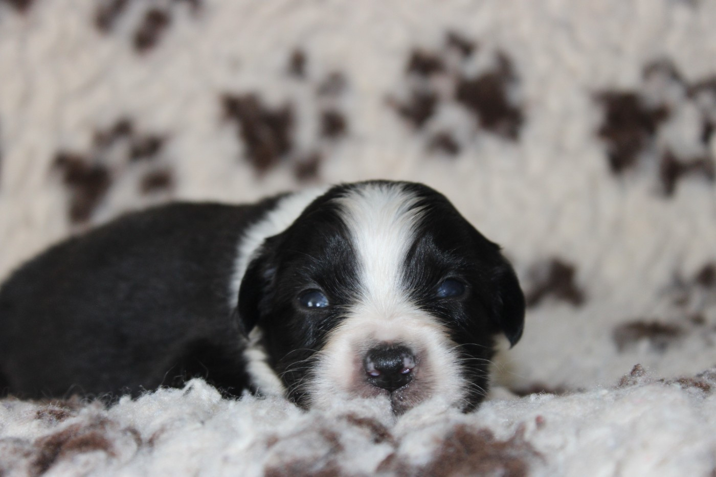 White Snow Sheperds - Chiots disponibles - Berger Australien