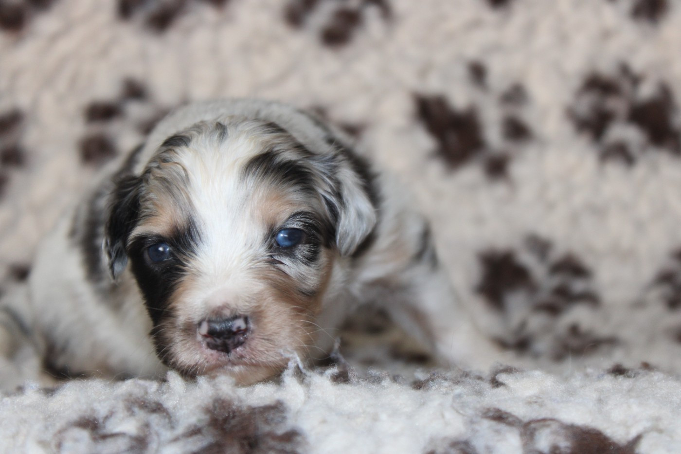 White Snow Sheperds - Chiots disponibles - Berger Australien