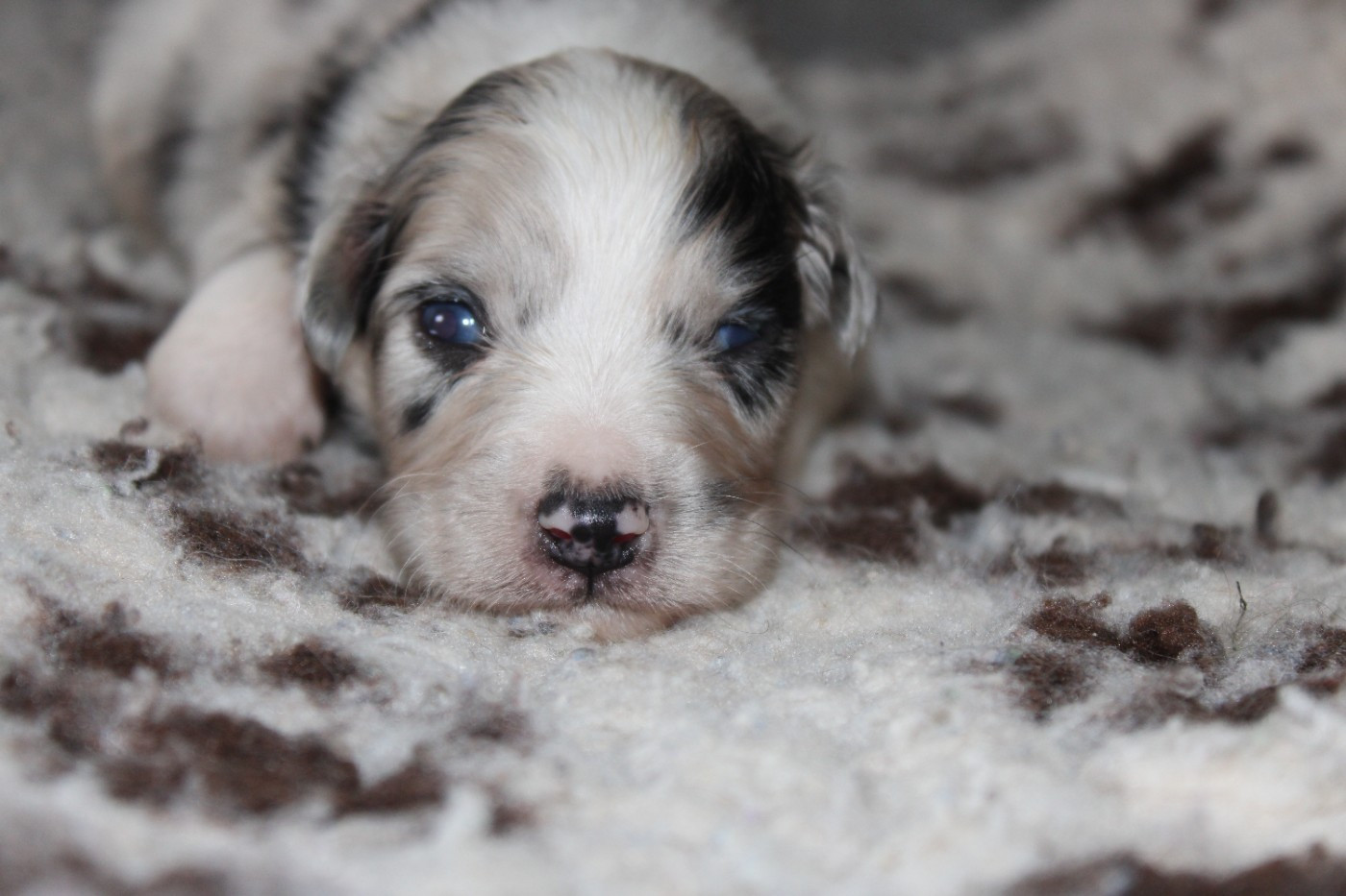 White Snow Sheperds - Chiots disponibles - Berger Australien