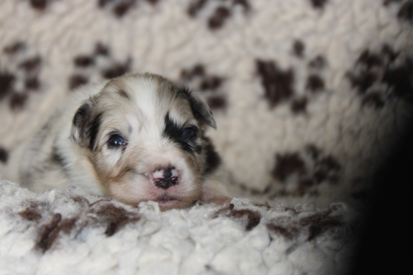 White Snow Sheperds - Chiots disponibles - Berger Australien