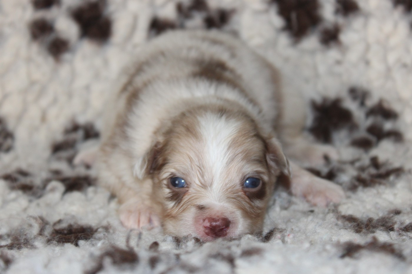 White Snow Sheperds - Chiots disponibles - Berger Australien