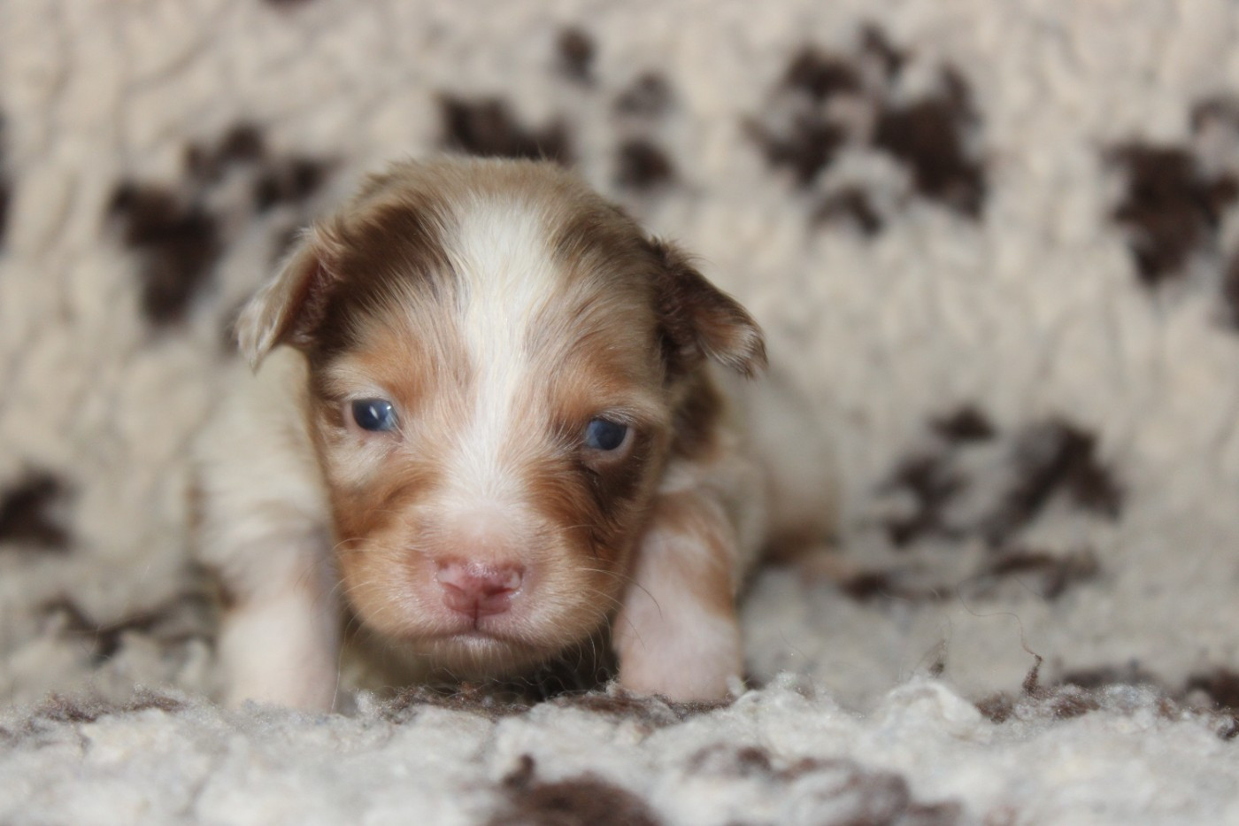White Snow Sheperds - Chiots disponibles - Berger Australien