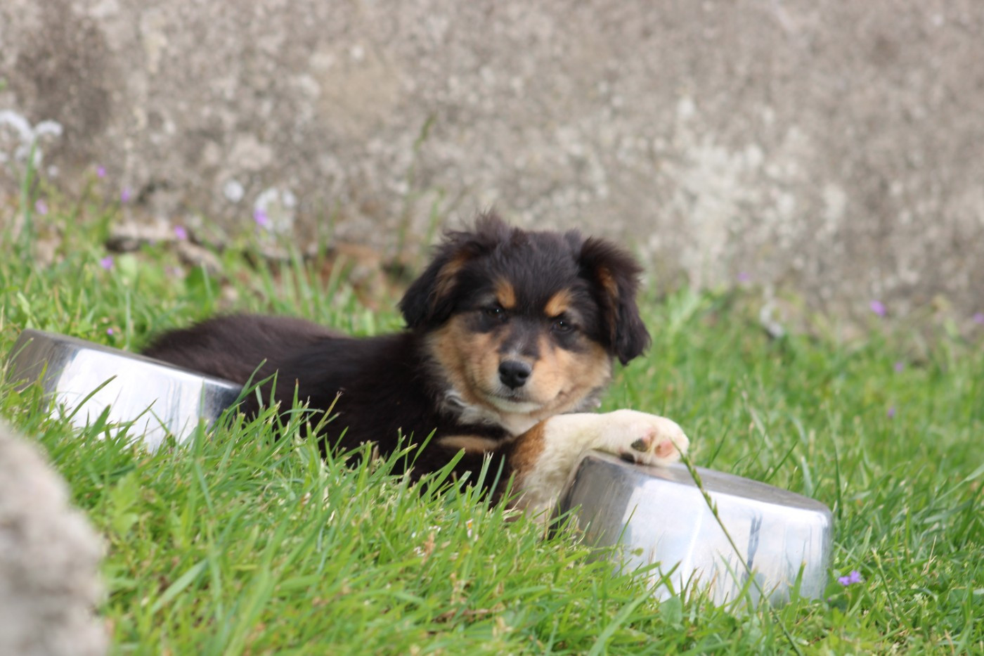 White Snow Sheperds - Chiots disponibles - Berger Australien