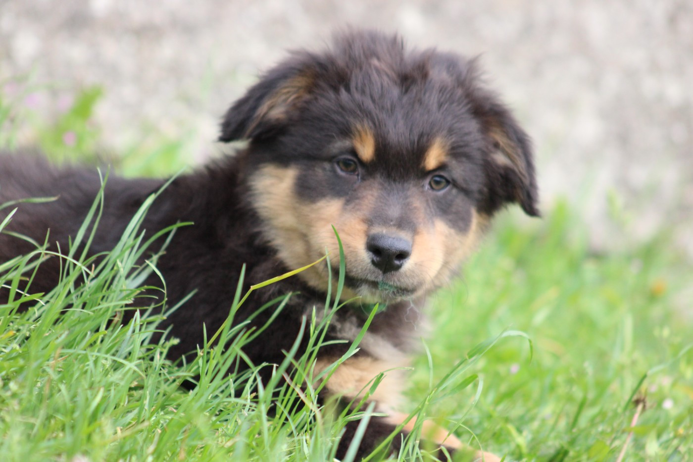 White Snow Sheperds - Chiots disponibles - Berger Australien