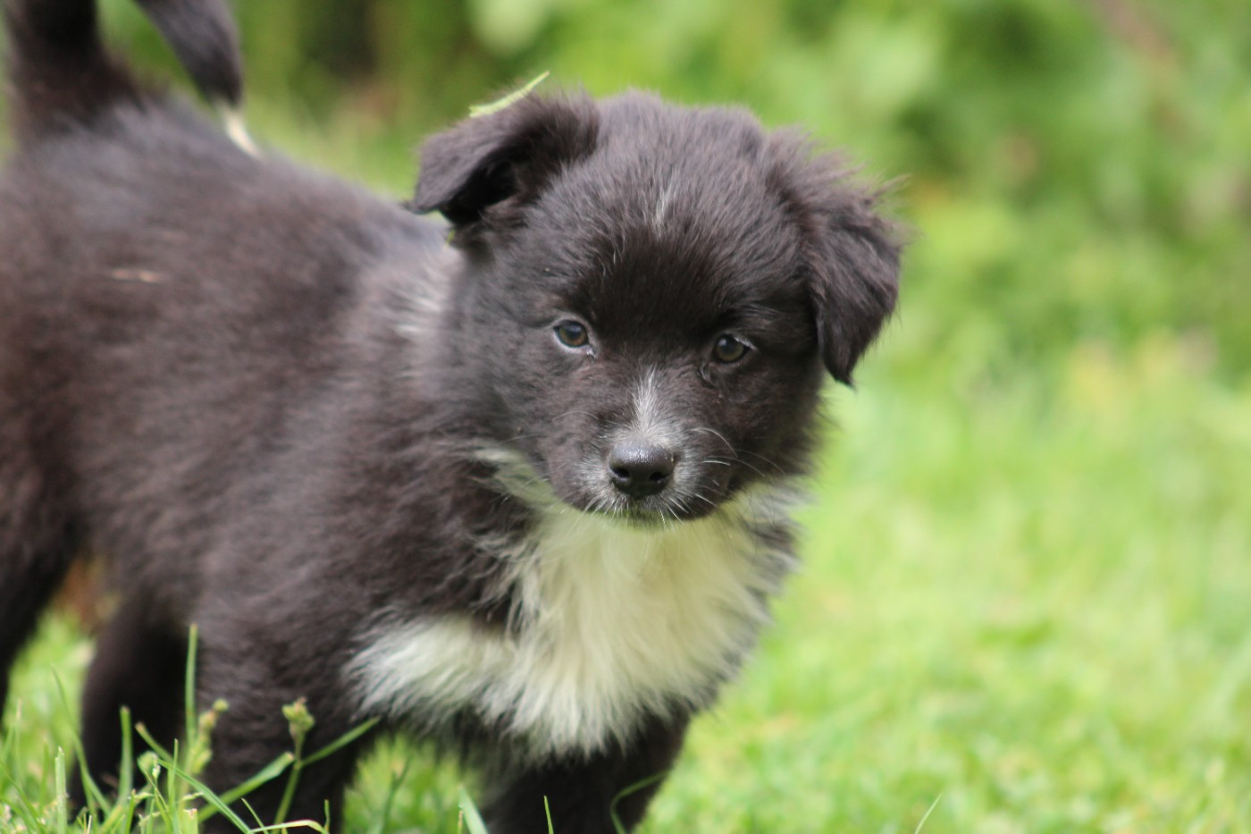 White Snow Sheperds - Chiots disponibles - Berger Australien