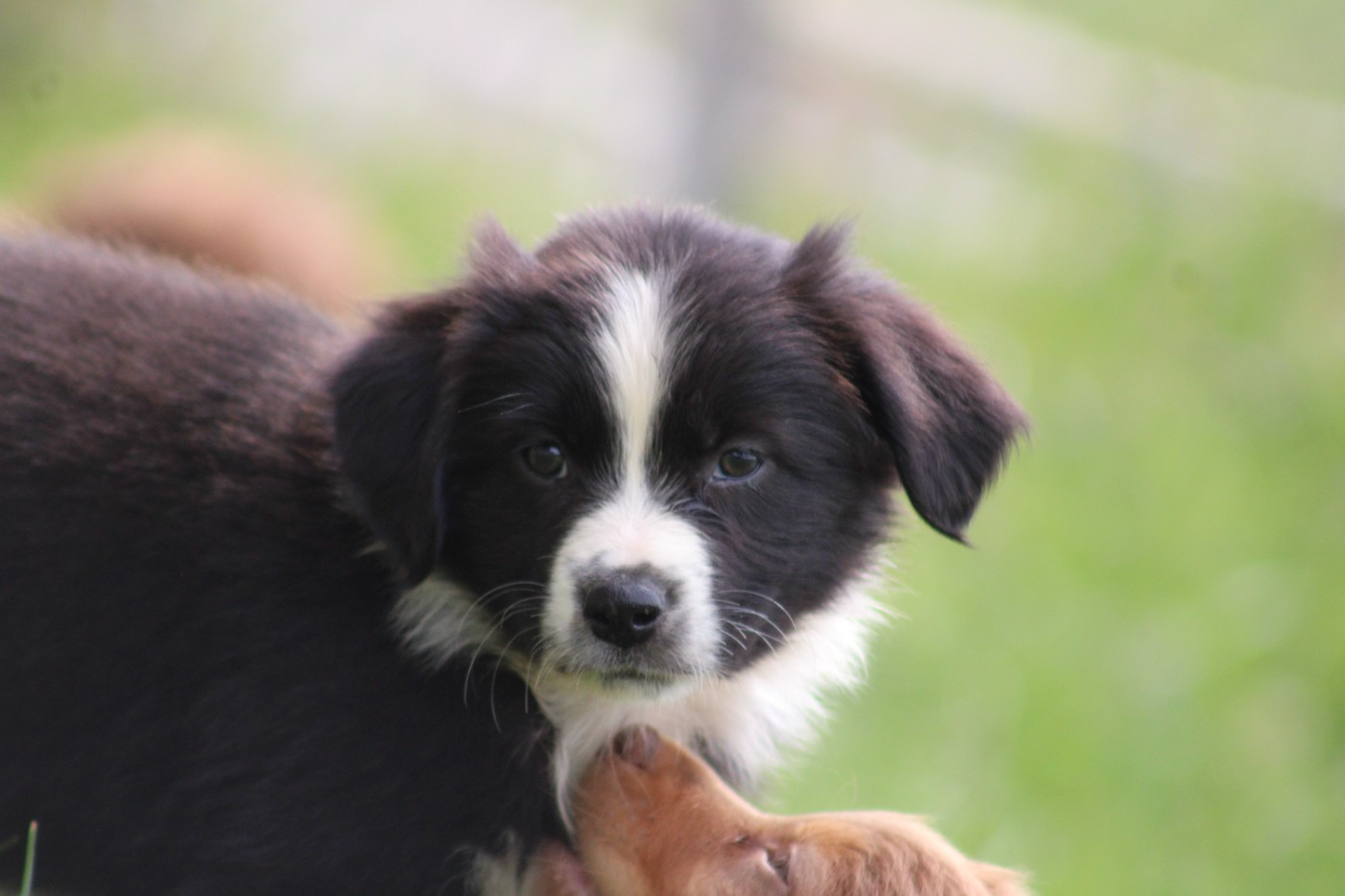 White Snow Sheperds - Chiots disponibles - Berger Australien