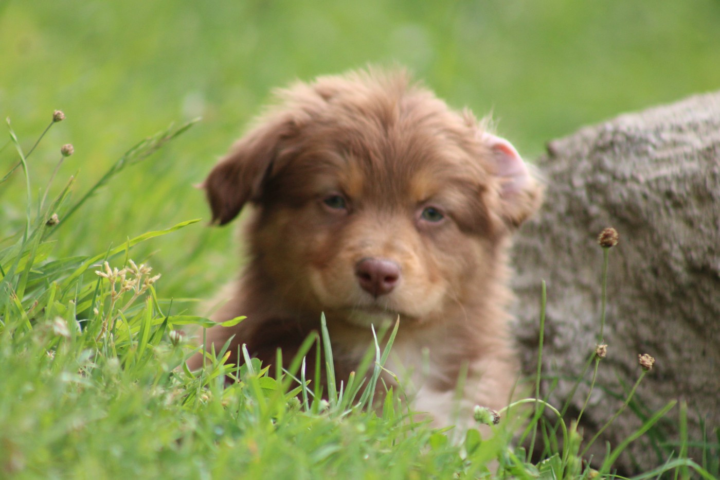 White Snow Sheperds - Chiots disponibles - Berger Australien