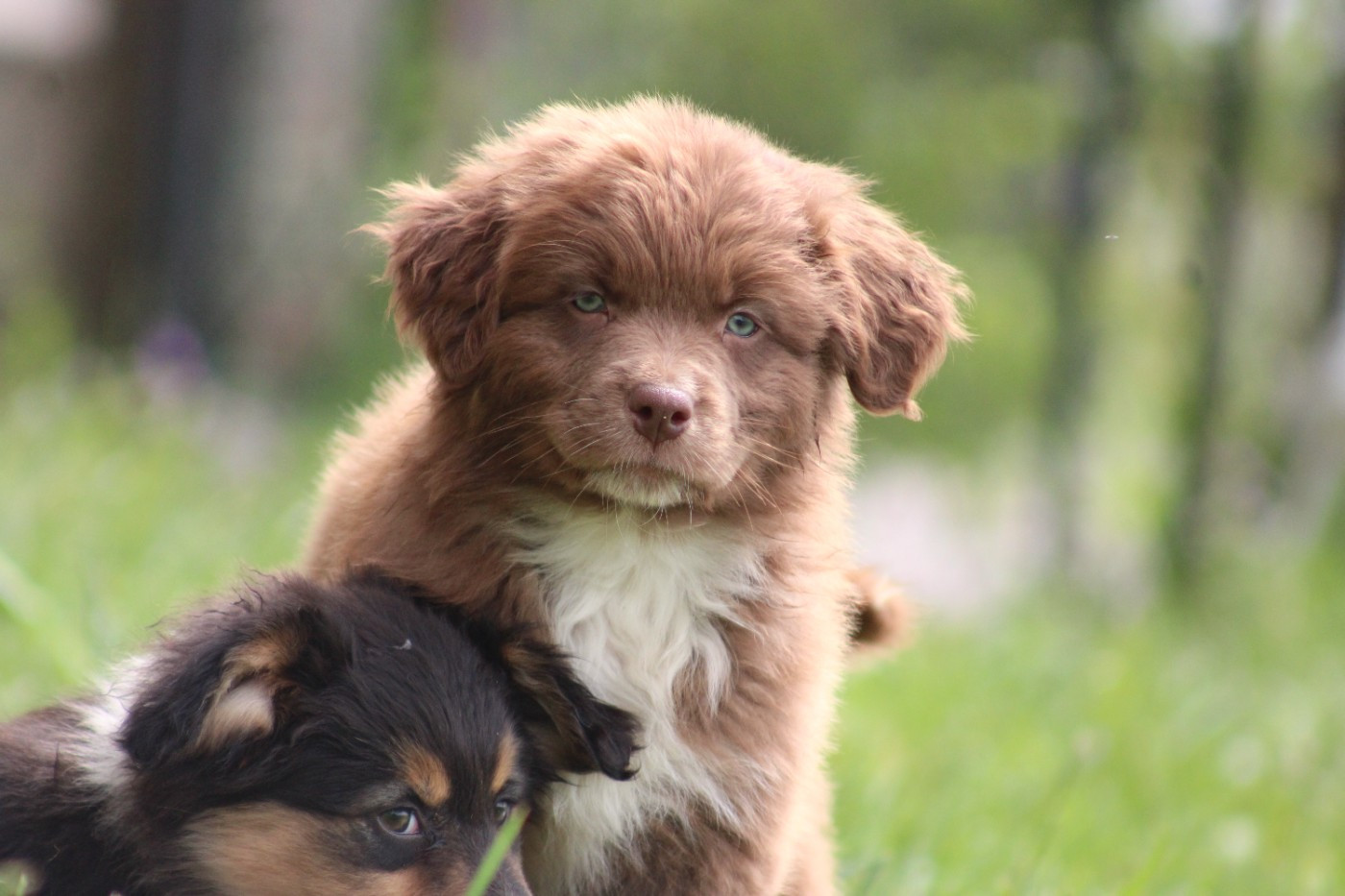 White Snow Sheperds - Chiots disponibles - Berger Australien