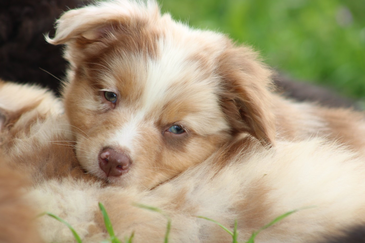 White Snow Sheperds - Chiots disponibles - Berger Australien