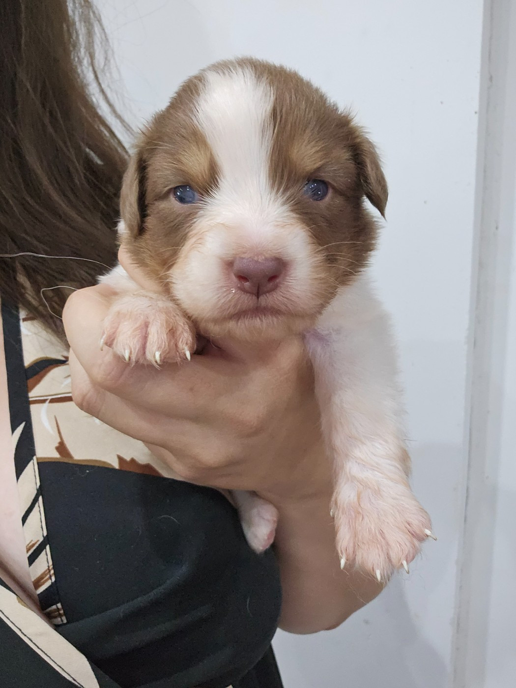 White Snow Sheperds - Chiots disponibles - Berger Australien