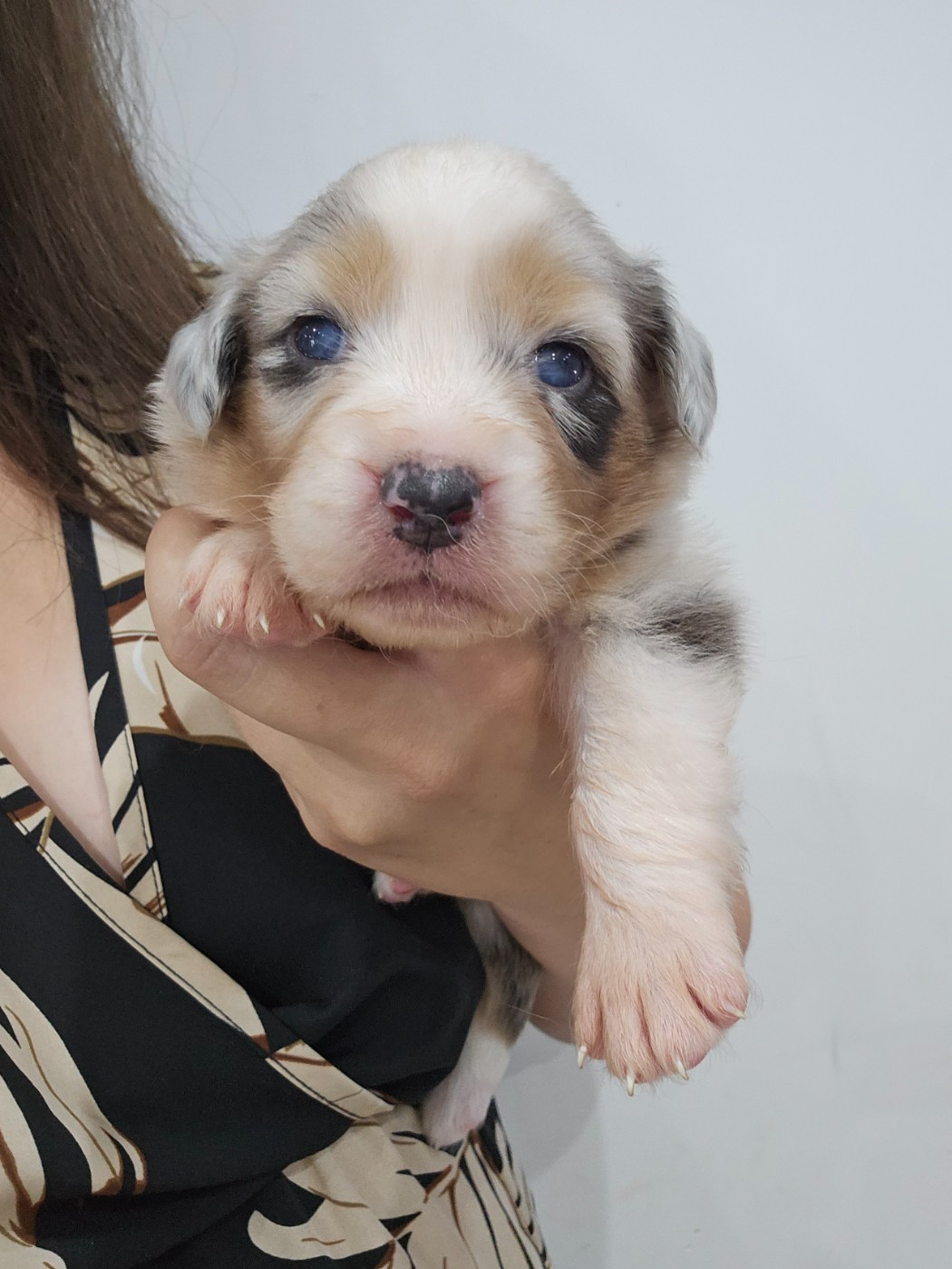 White Snow Sheperds - Chiots disponibles - Berger Australien