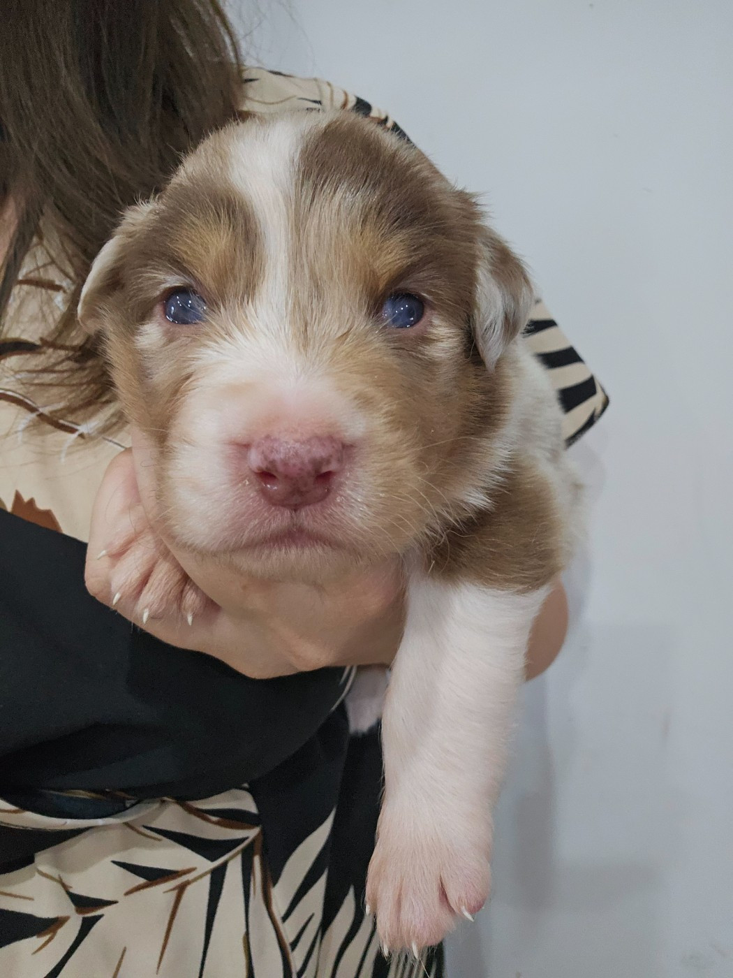 White Snow Sheperds - Chiots disponibles - Berger Australien
