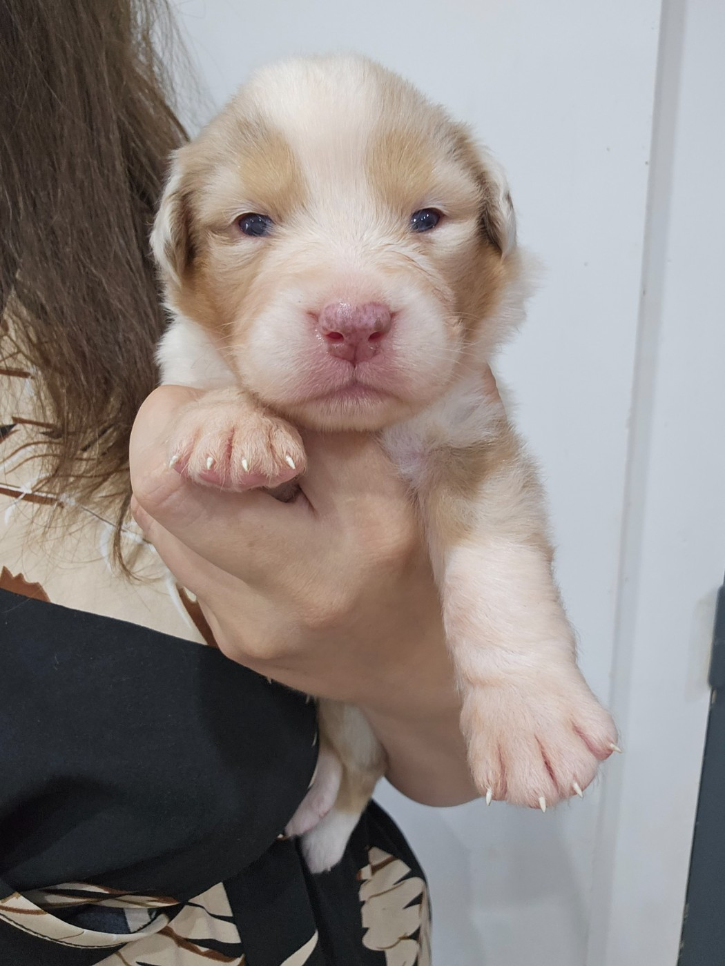 White Snow Sheperds - Chiots disponibles - Berger Australien