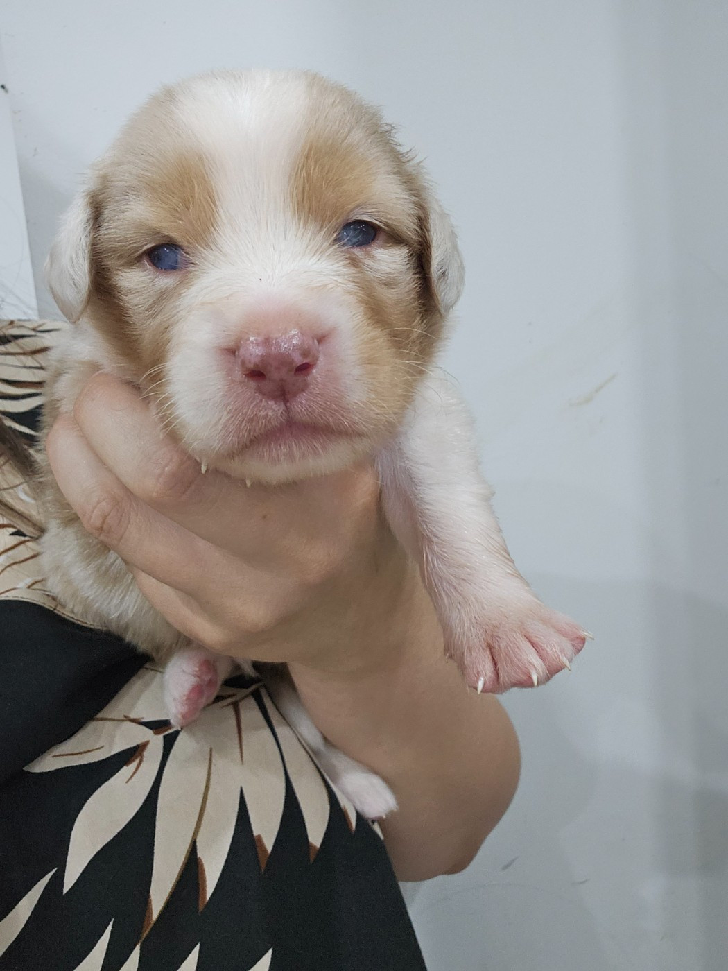 White Snow Sheperds - Chiots disponibles - Berger Australien