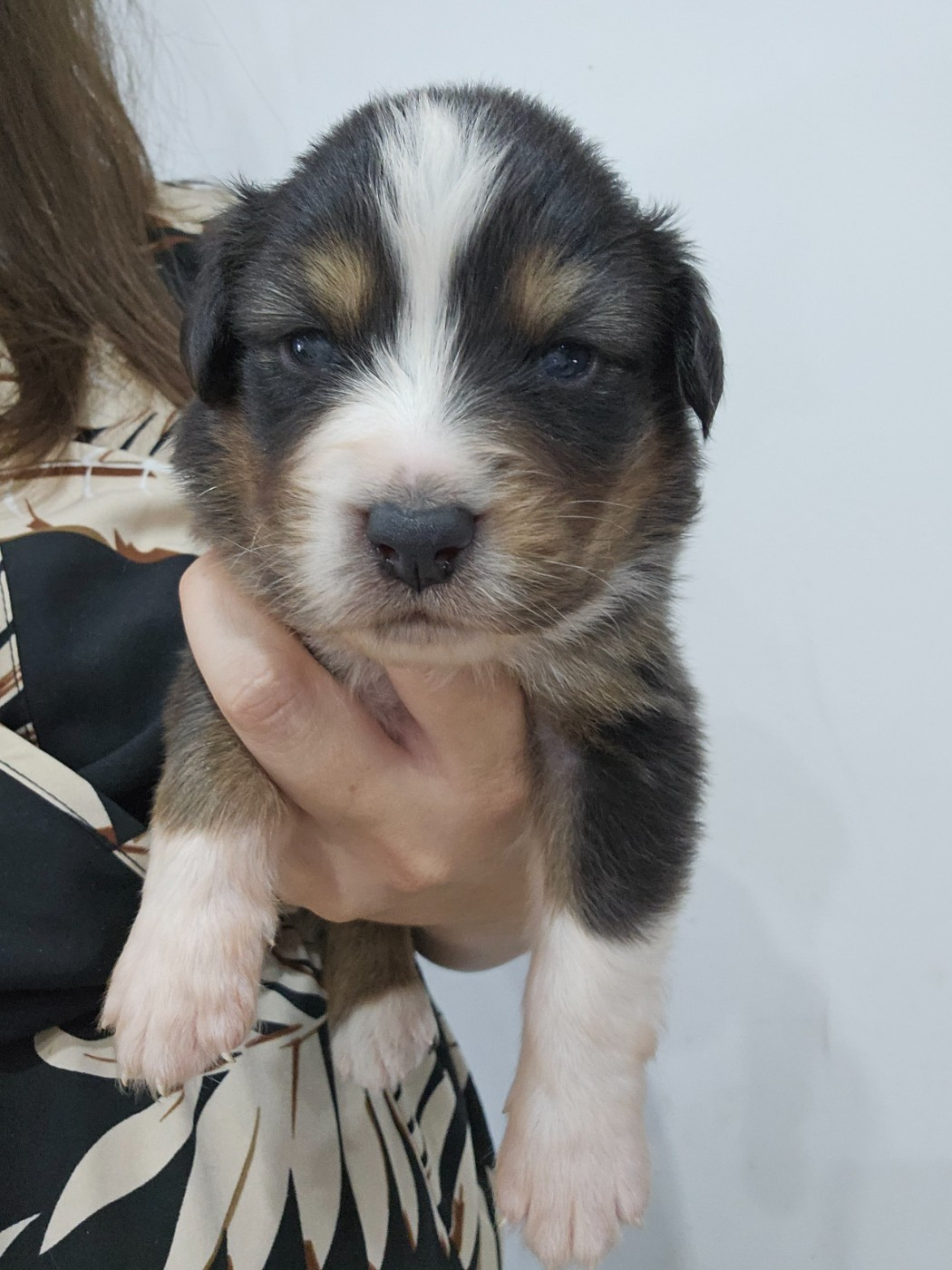 White Snow Sheperds - Chiots disponibles - Berger Australien