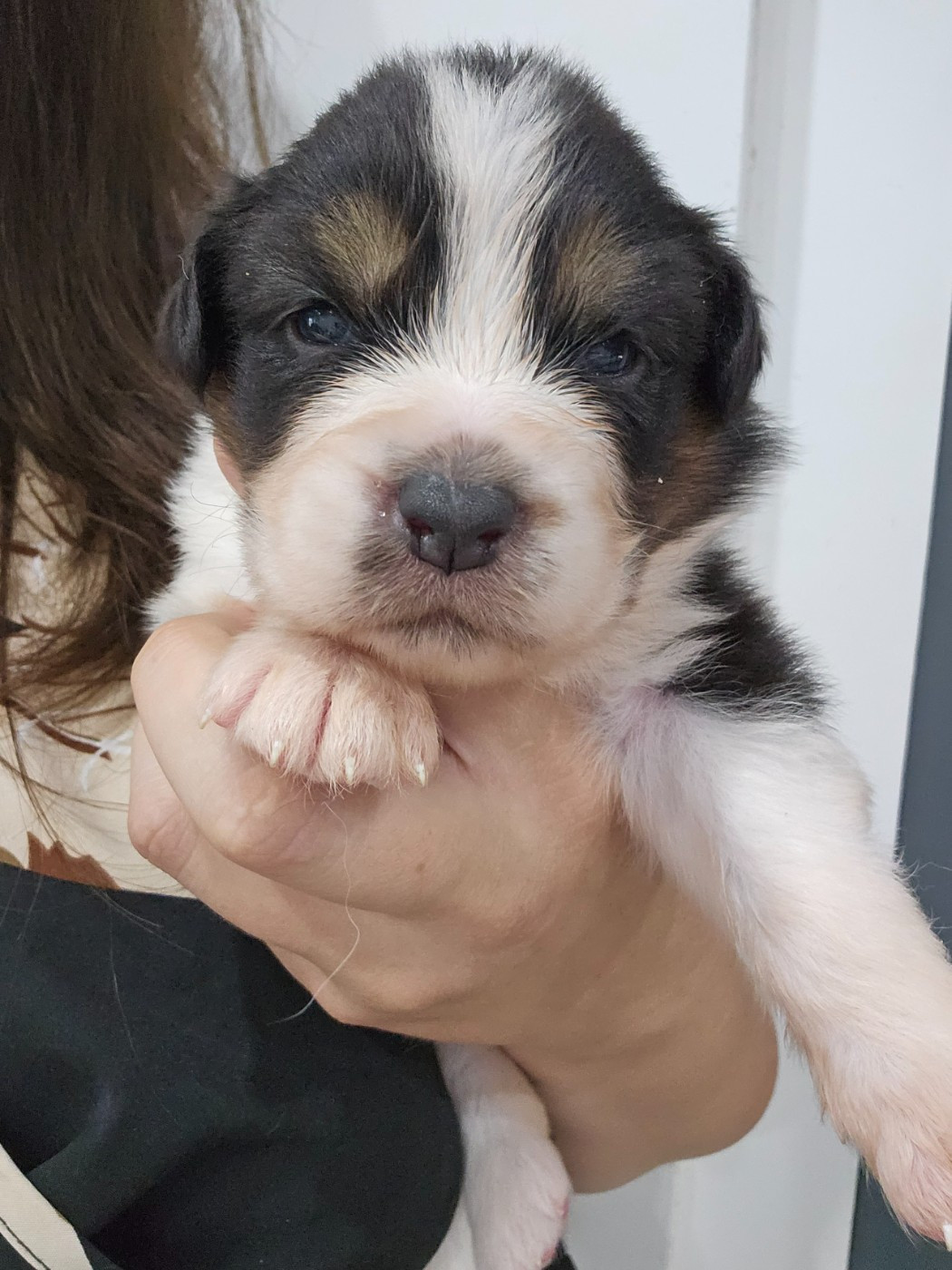 White Snow Sheperds - Chiots disponibles - Berger Australien