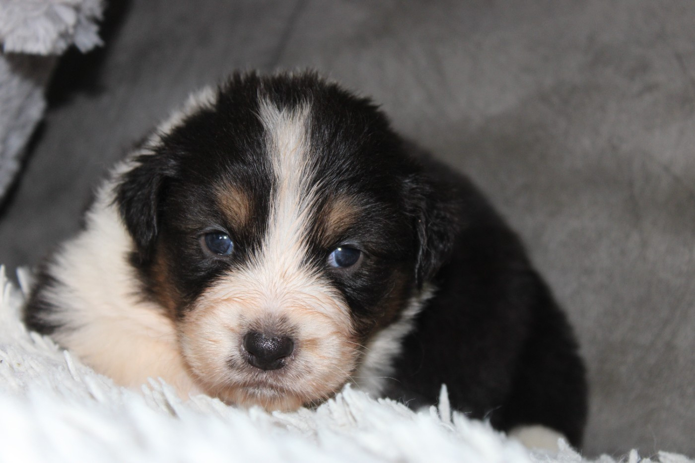 White Snow Sheperds - Chiots disponibles - Berger Australien