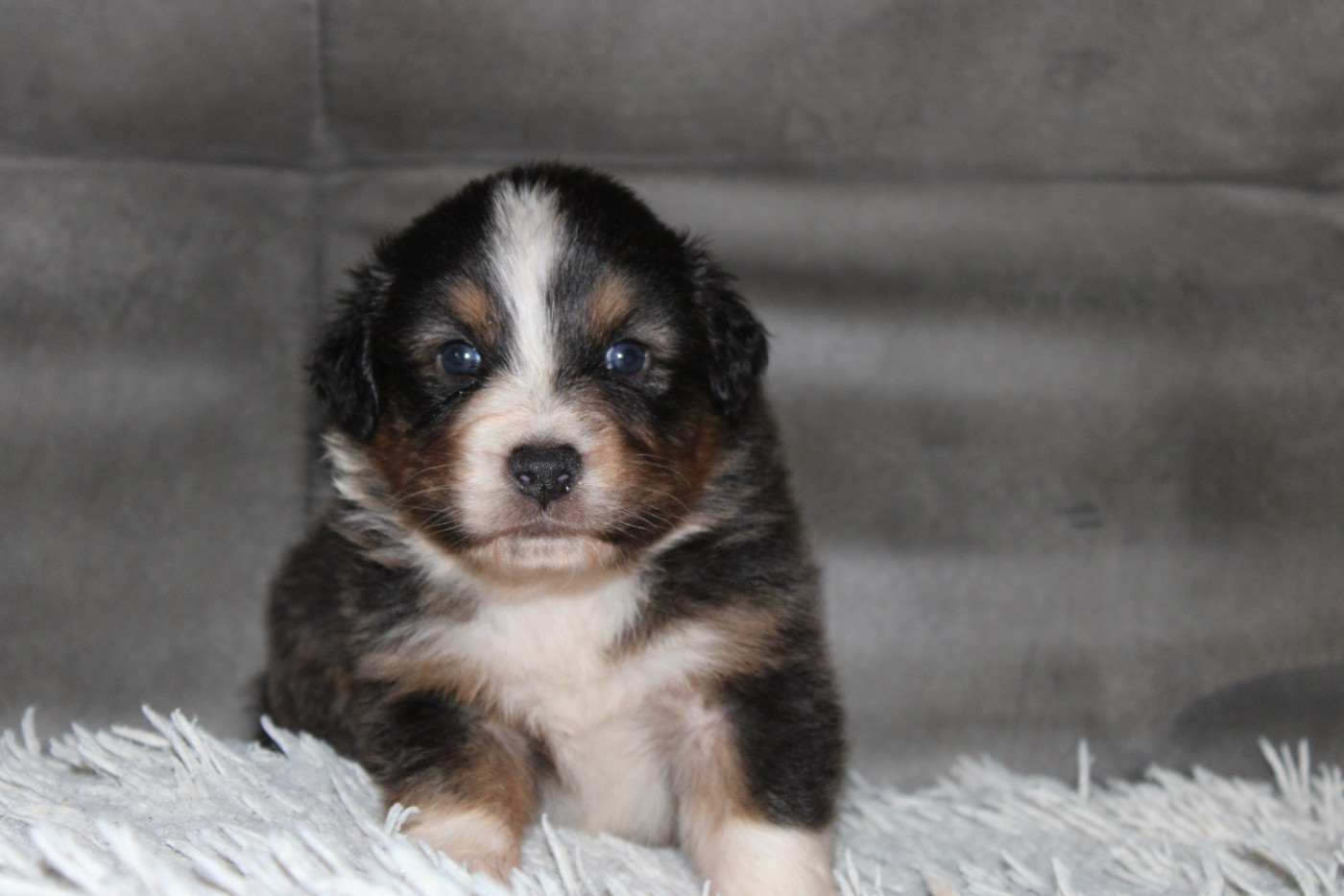 White Snow Sheperds - Chiots disponibles - Berger Australien