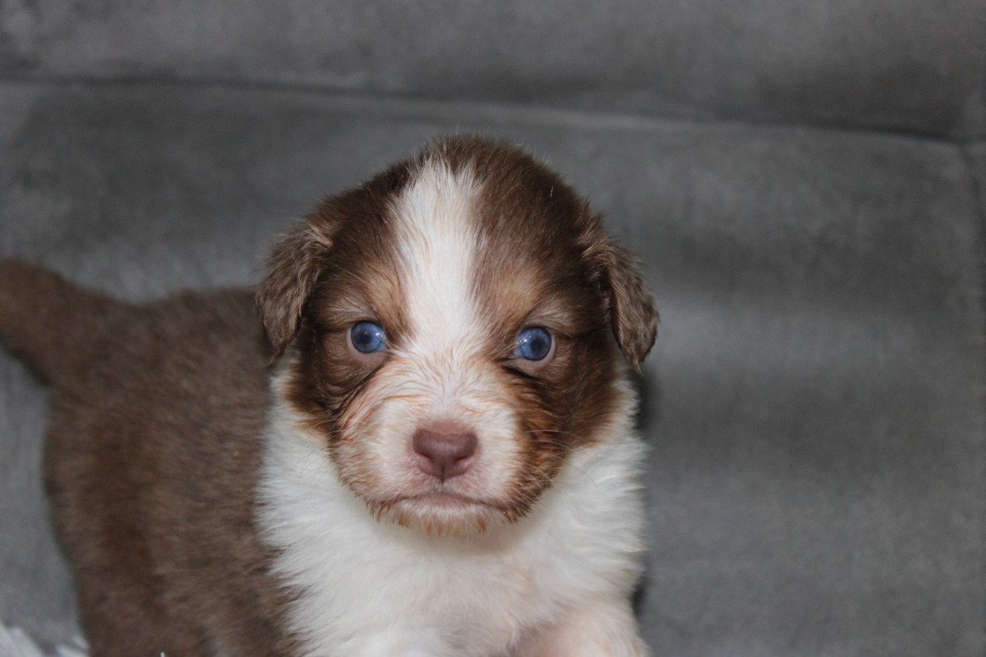 White Snow Sheperds - Chiots disponibles - Berger Australien