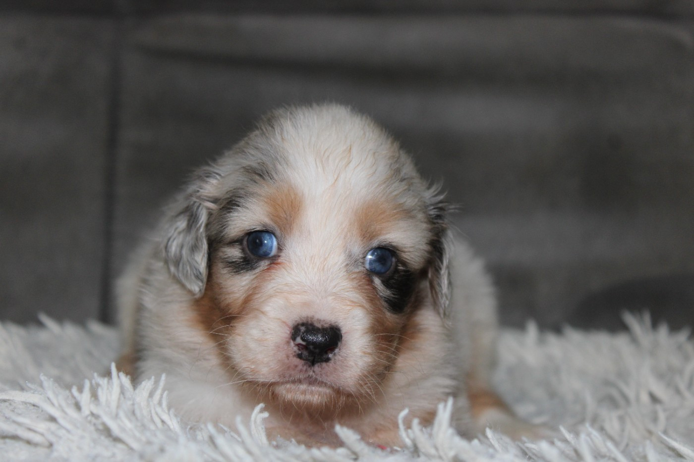 White Snow Sheperds - Chiots disponibles - Berger Australien