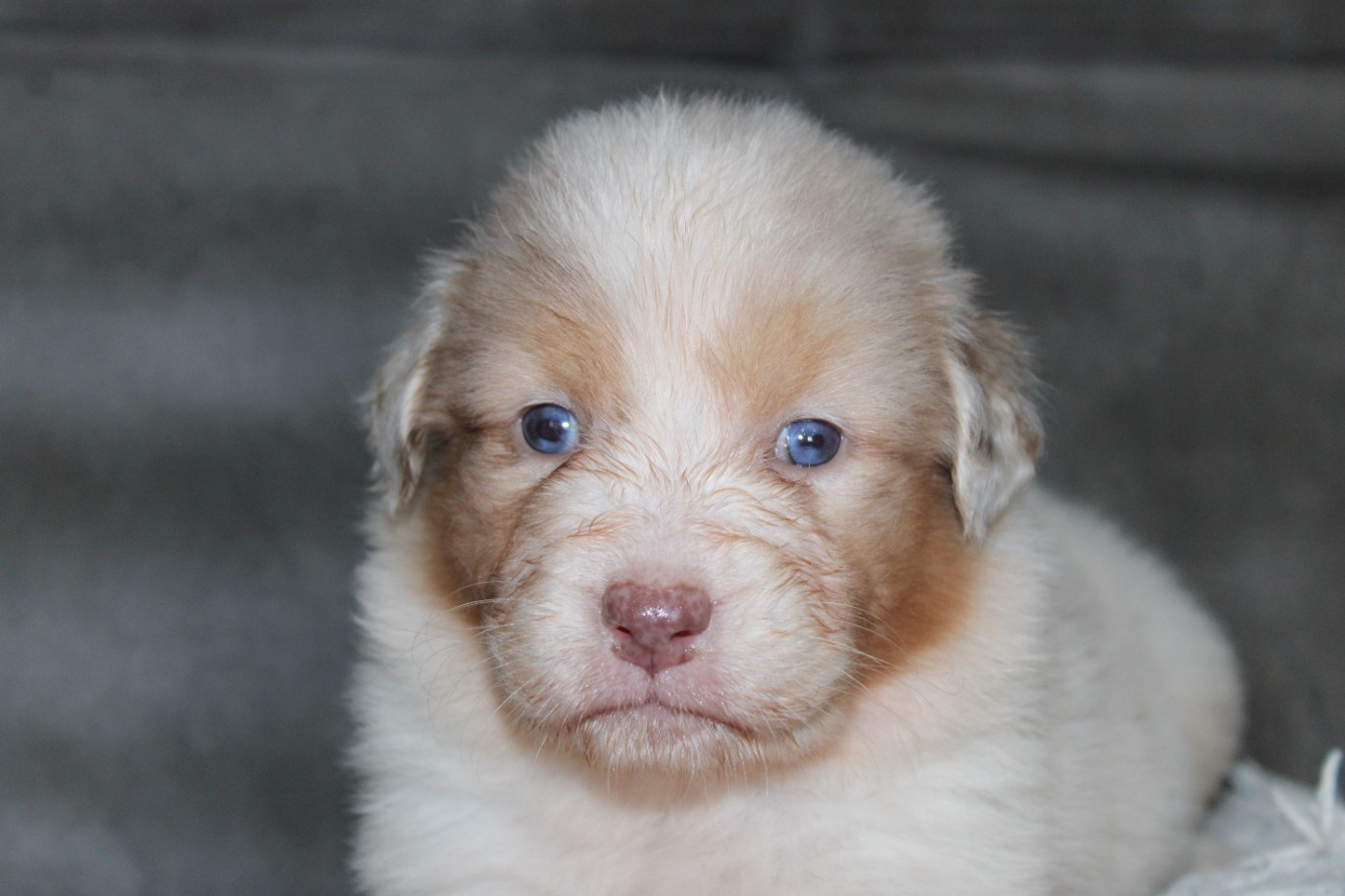 White Snow Sheperds - Chiots disponibles - Berger Australien