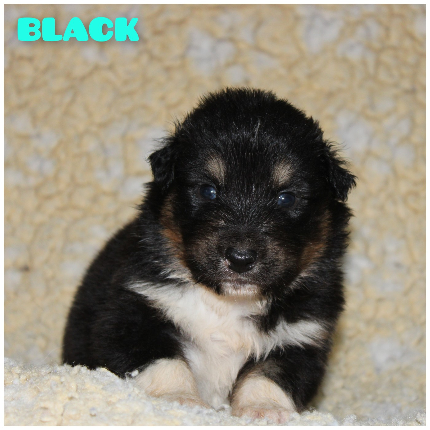 White Snow Sheperds - Chiots disponibles - Berger Australien