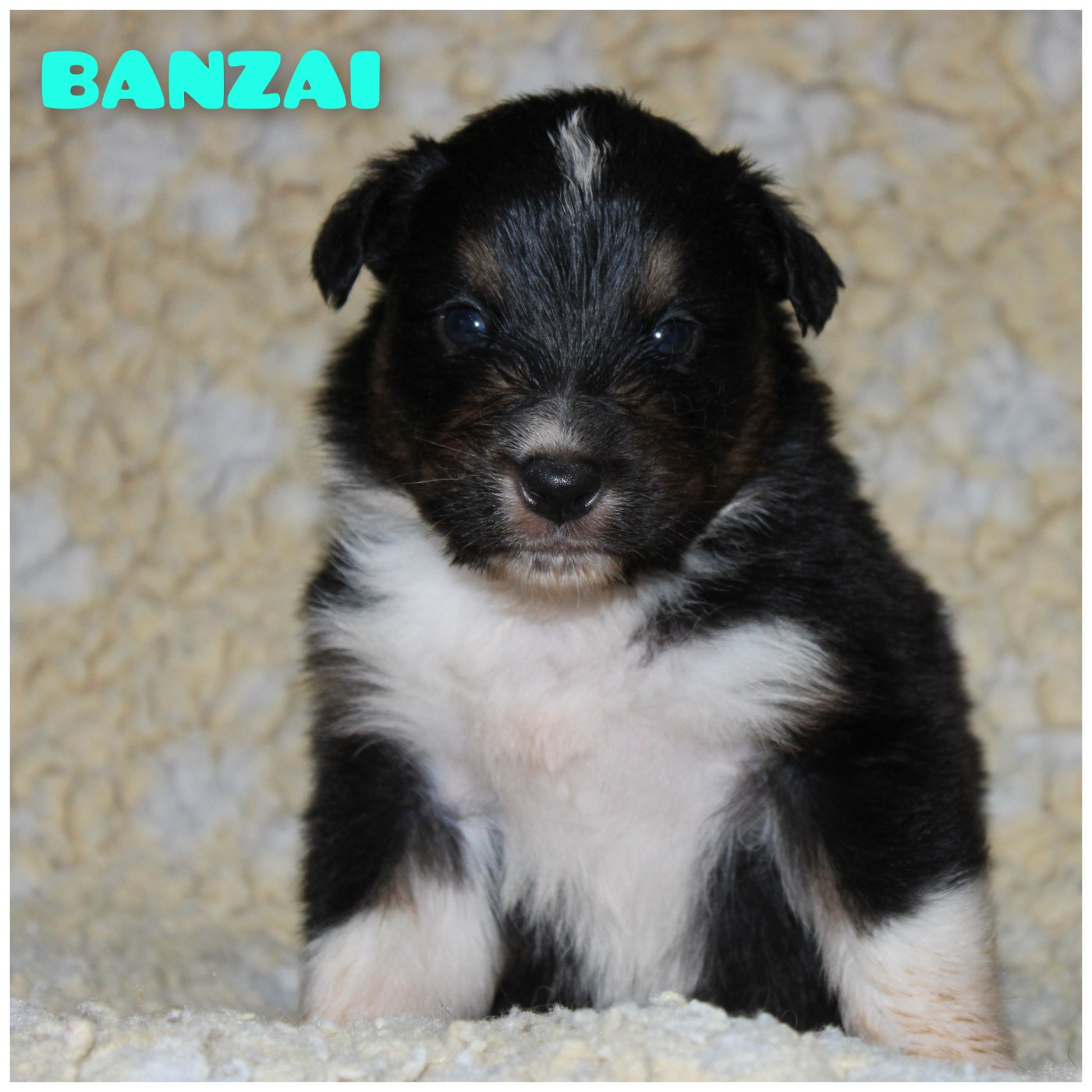 White Snow Sheperds - Chiots disponibles - Berger Australien