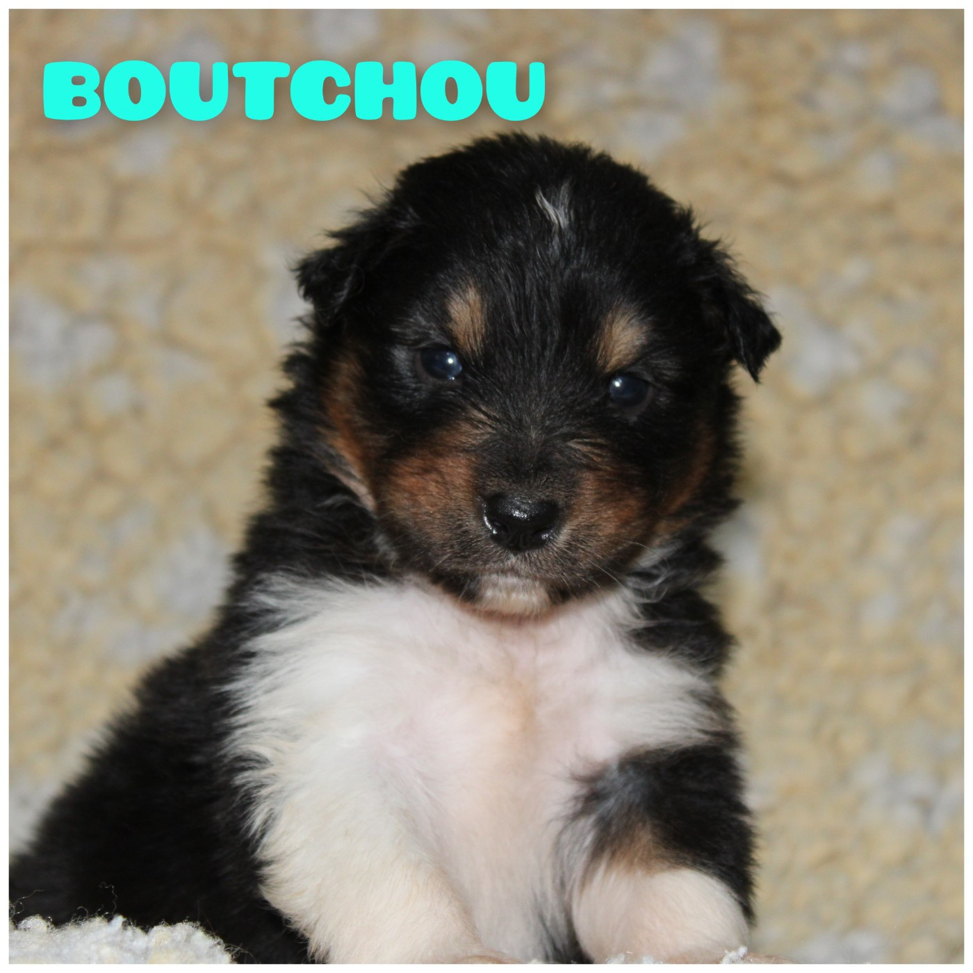 White Snow Sheperds - Chiots disponibles - Berger Australien