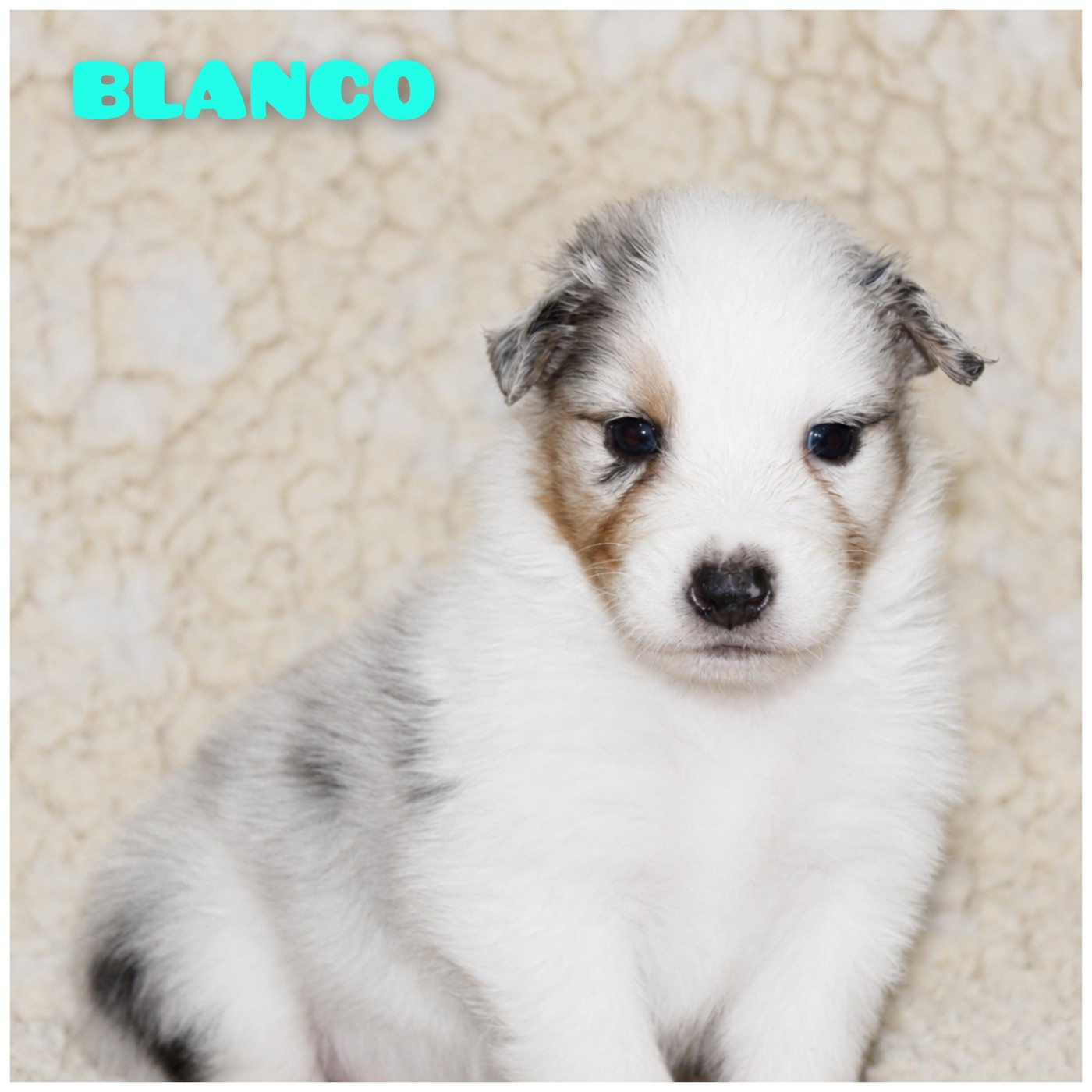 White Snow Sheperds - Chiots disponibles - Berger Australien