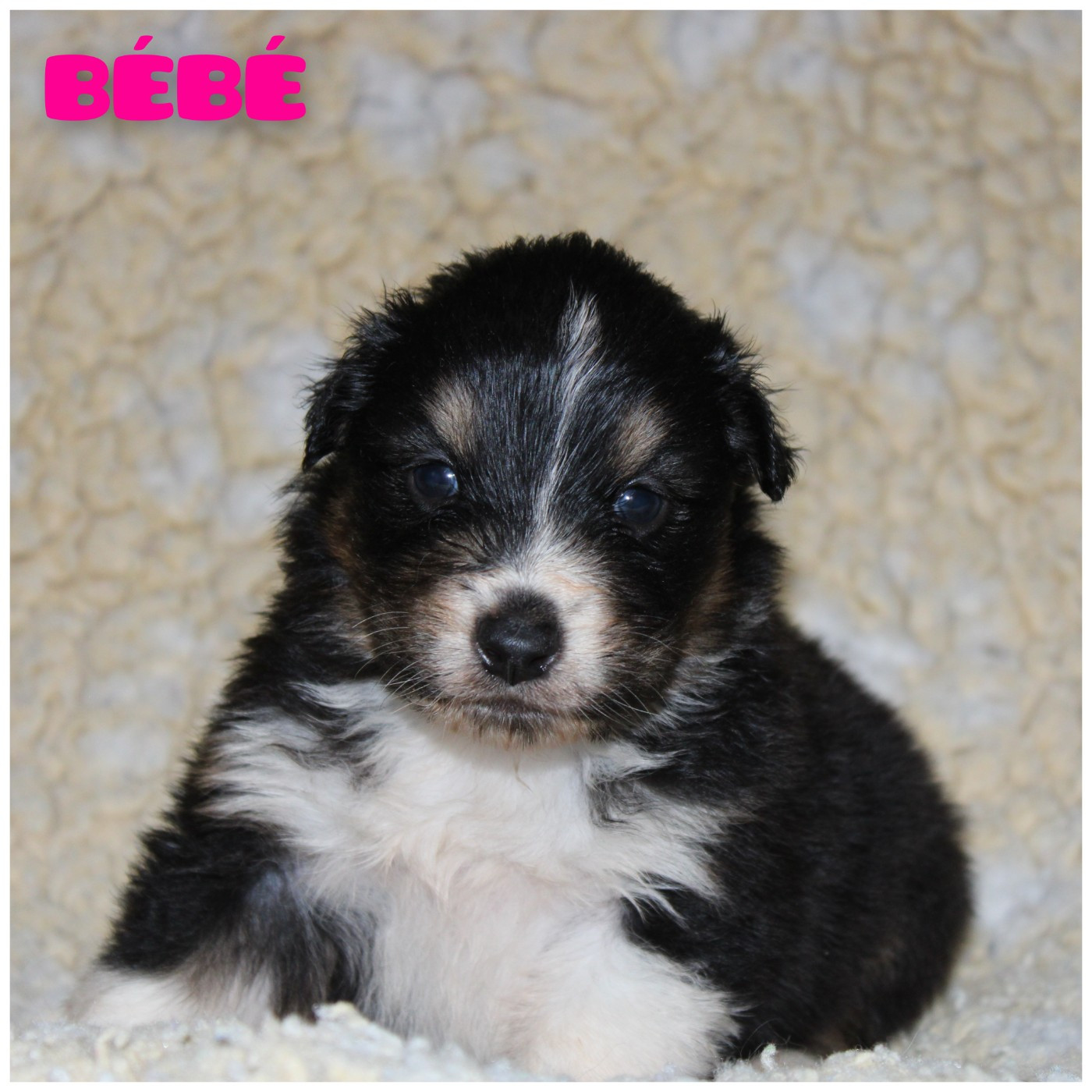White Snow Sheperds - Chiots disponibles - Berger Australien