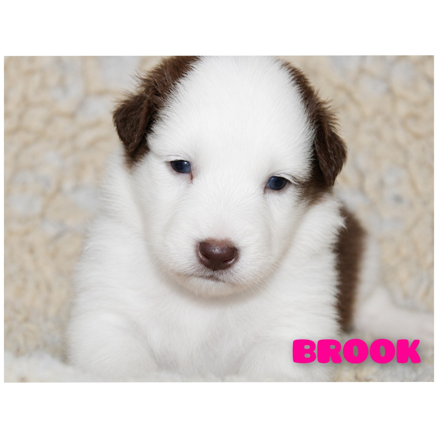 White Snow Sheperds - Chiots disponibles - Berger Australien