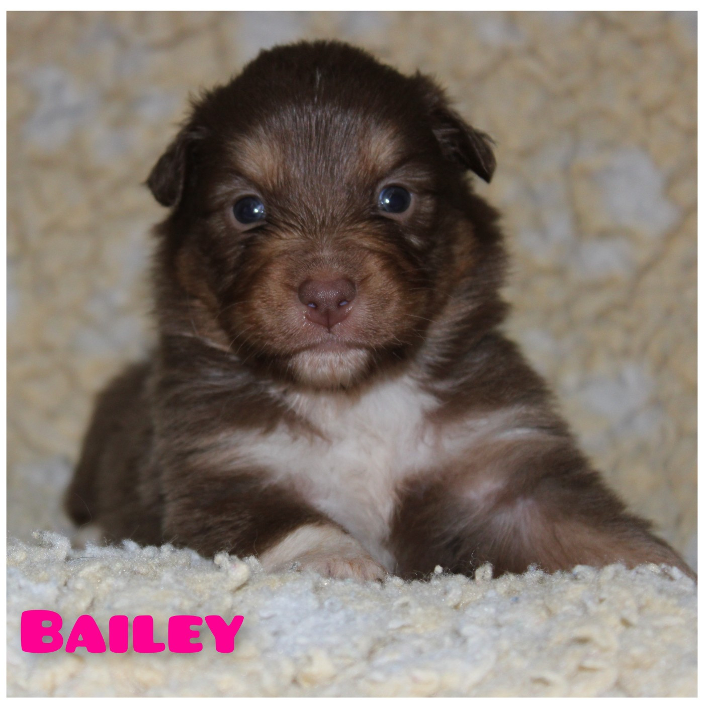 White Snow Sheperds - Chiots disponibles - Berger Australien