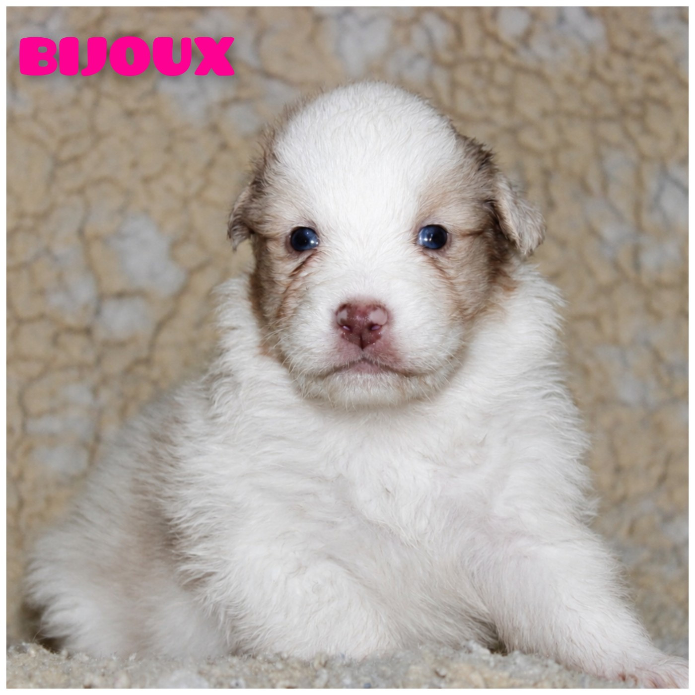 White Snow Sheperds - Chiots disponibles - Berger Australien