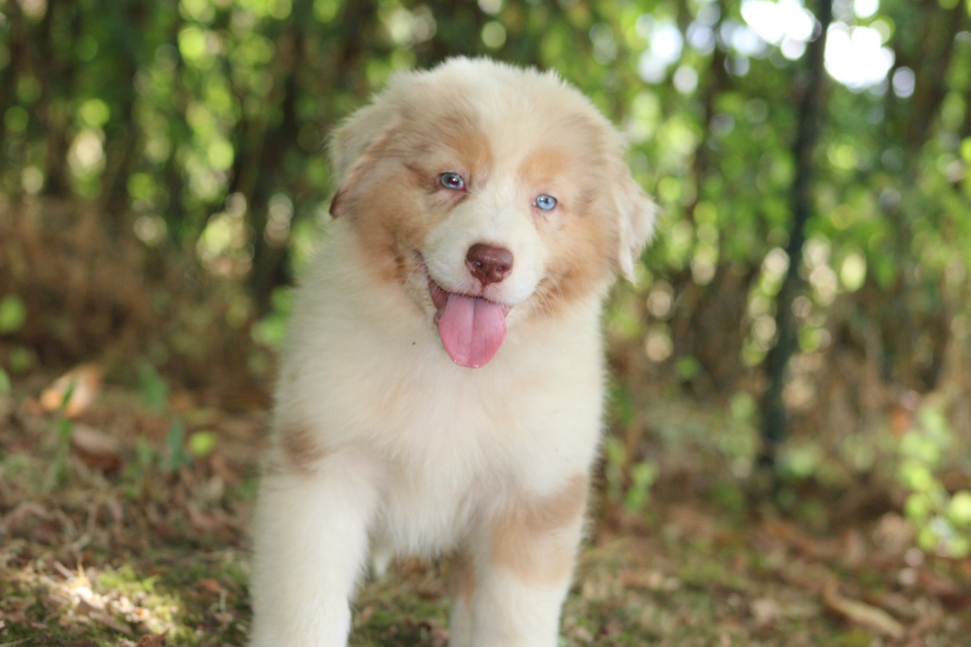 White Snow Sheperds - Chiots disponibles - Berger Australien