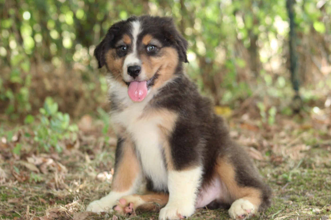 White Snow Sheperds - Chiots disponibles - Berger Australien