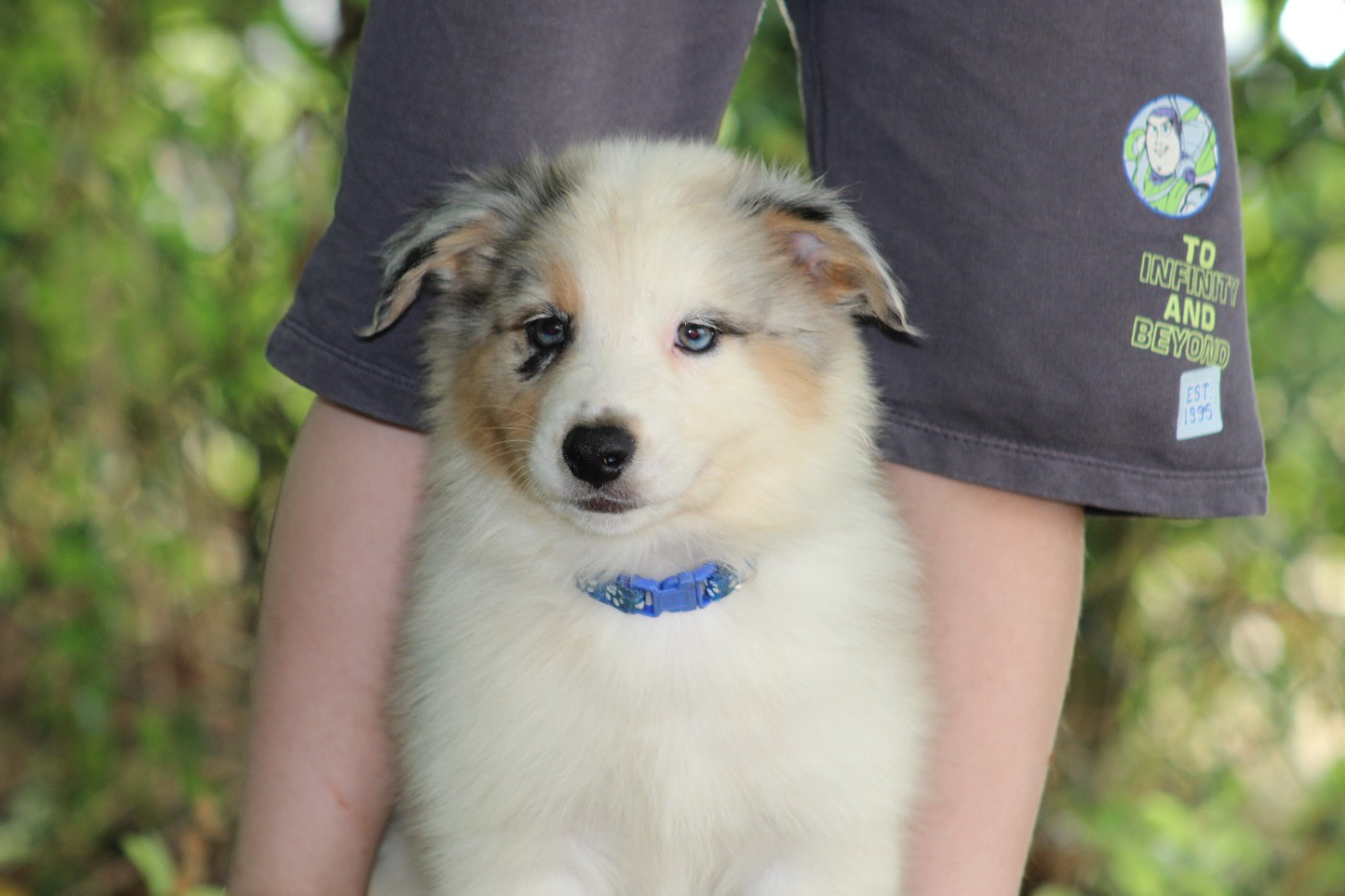 White Snow Sheperds - Chiots disponibles - Berger Australien