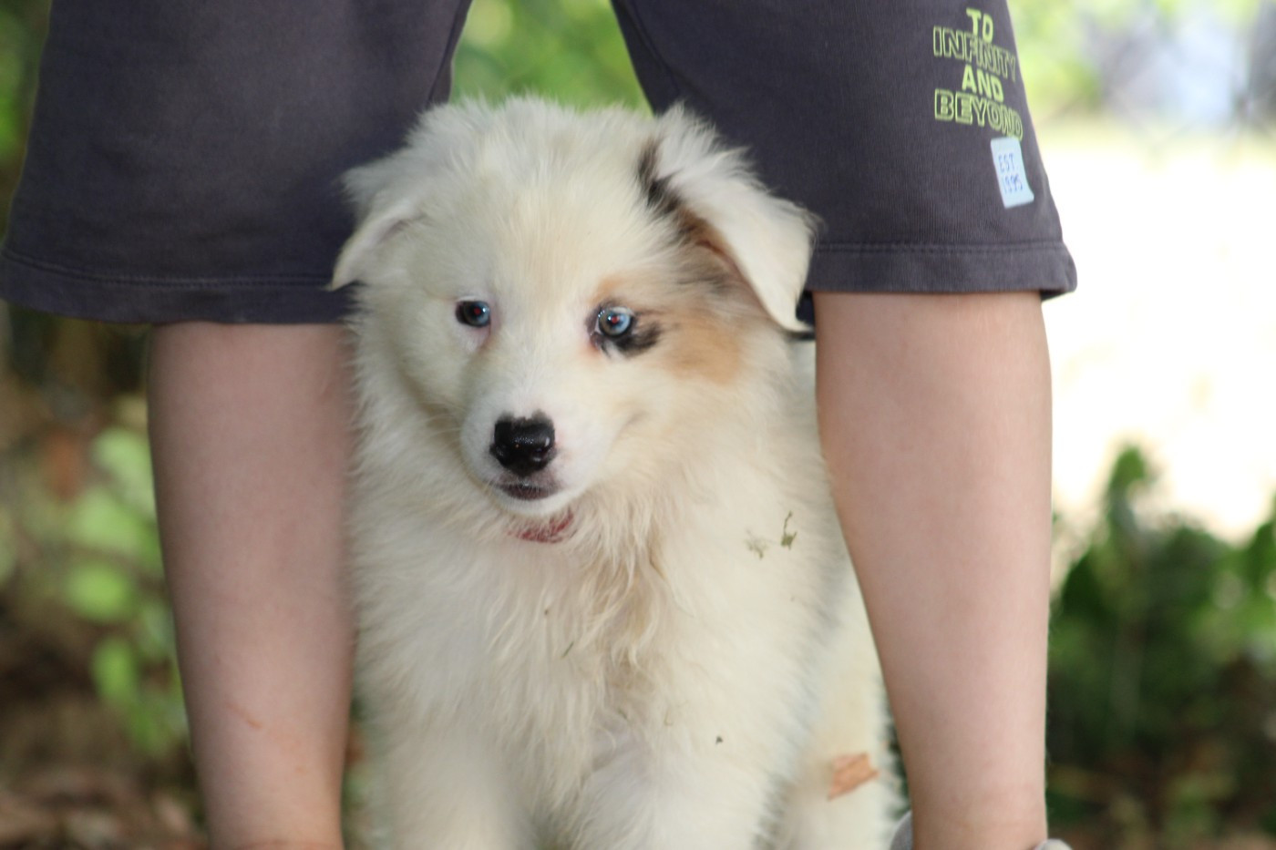 White Snow Sheperds - Chiots disponibles - Berger Australien