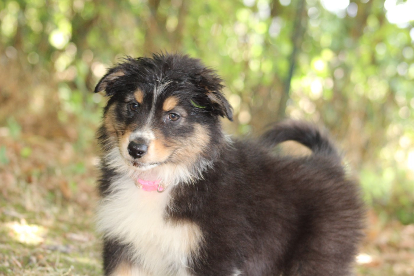 White Snow Sheperds - Chiots disponibles - Berger Australien