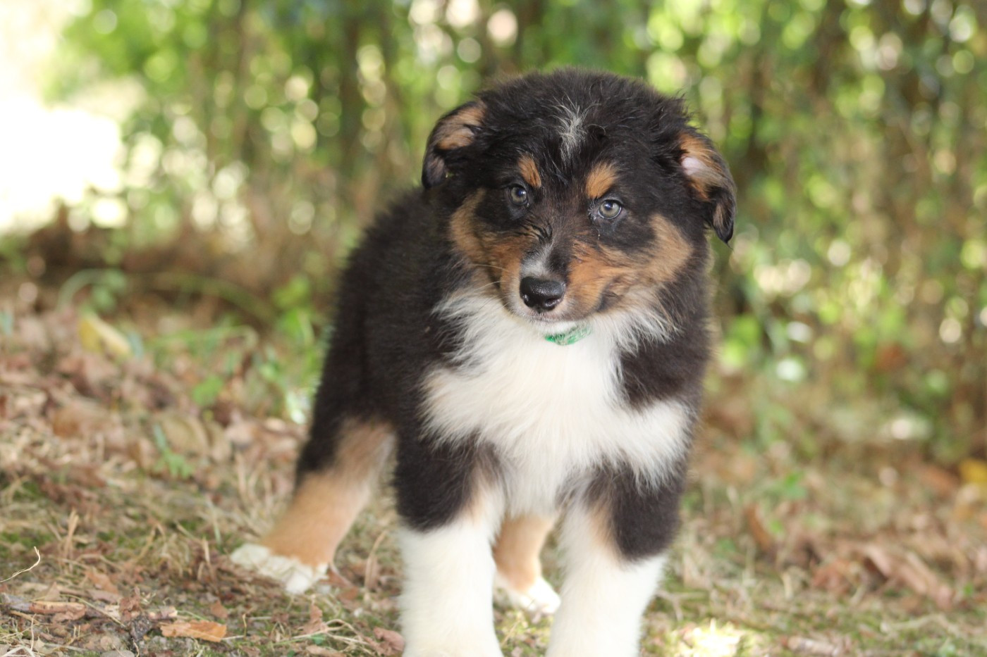 White Snow Sheperds - Chiots disponibles - Berger Australien